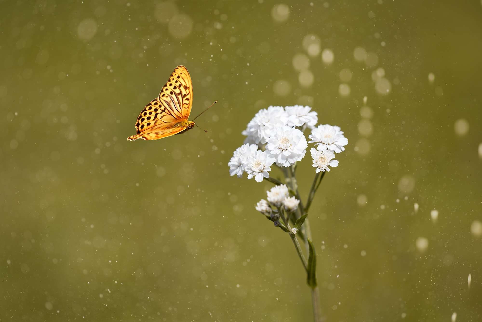 animals in the wild, freshness, flowers photography, pollination, no people, one animal, fragility, hahnenfugewchs, flight insect, in the garden, flower head, HD Wallpaper