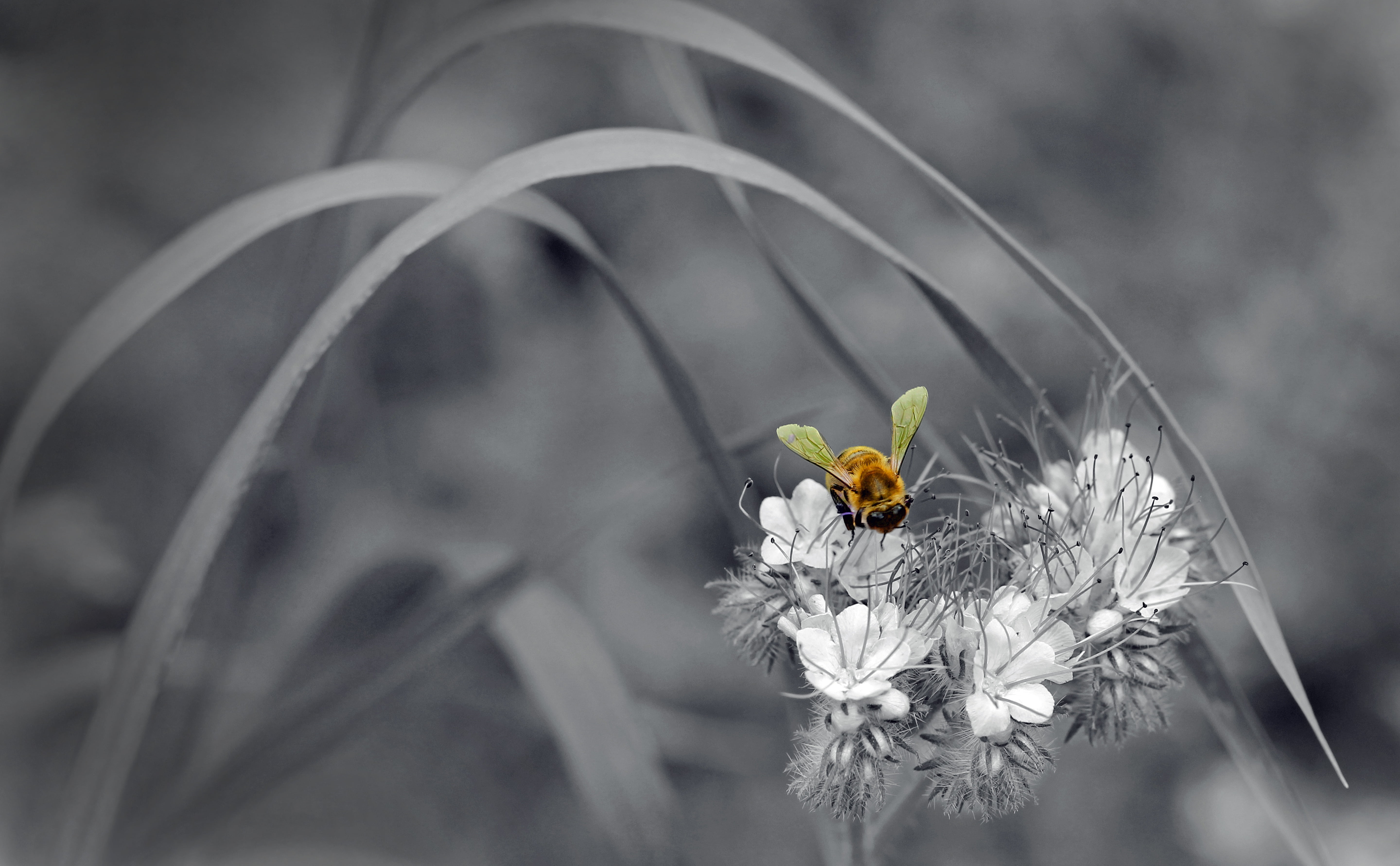 close-up, bee, plant, hoverfly, petal, focus on foreground, freshness, blossom, bloom, animal wing, 5K, yellow, animal themes, vulnerability, grasses, HD Wallpaper