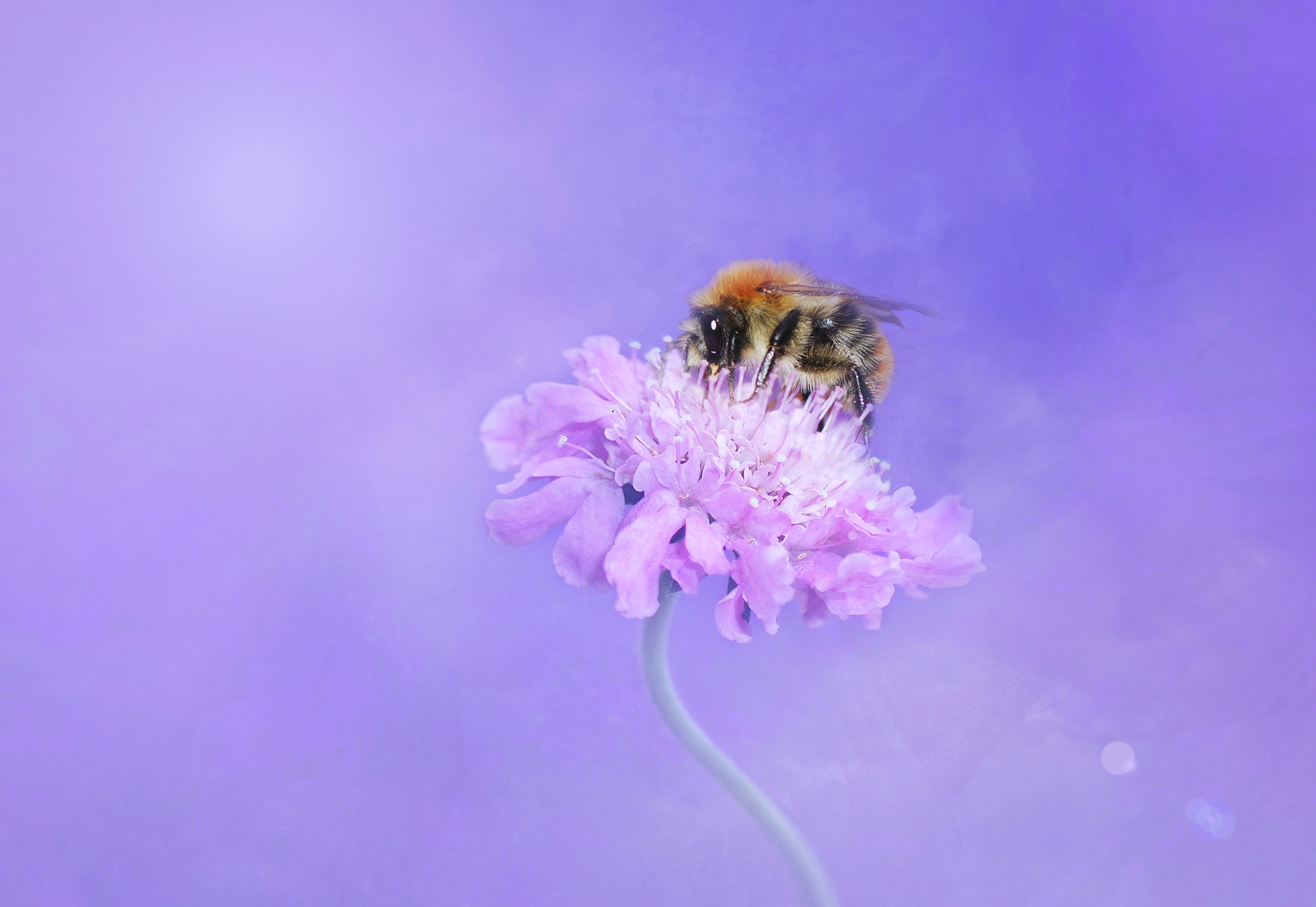 animal, honey, springtime, sunshine, pollinating, bloom, animal themes, petal, farbenpracht, nature, summer, flowering plant, macro, bumblebee, beauty in nature, HD Wallpaper