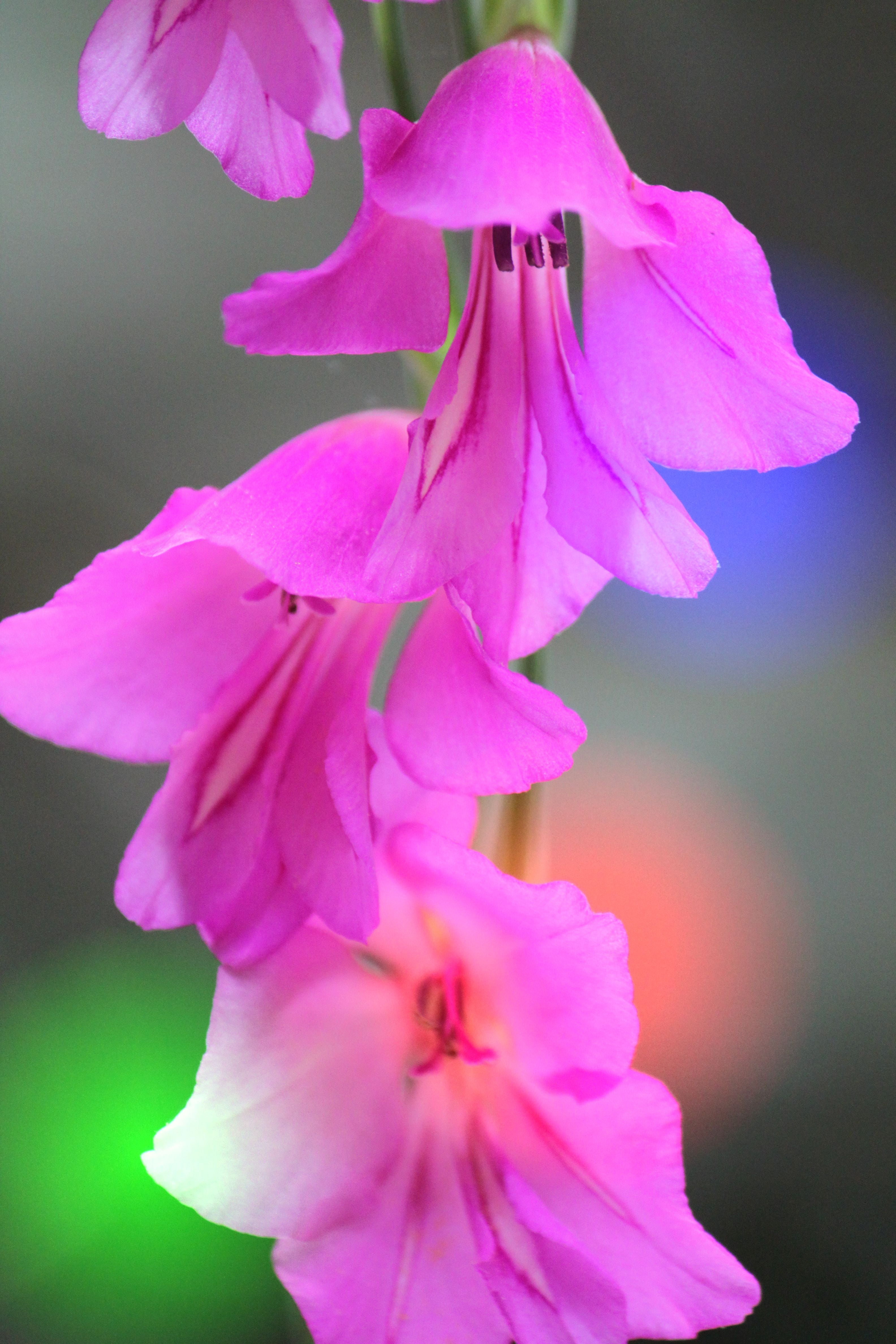 purple, pink, Rainbow, pink Color, orchid, flower, close-up, plant, 4K, nature, beauty In Nature, petal, colors, petaled, Lights, flower Head, Phone HD Wallpaper