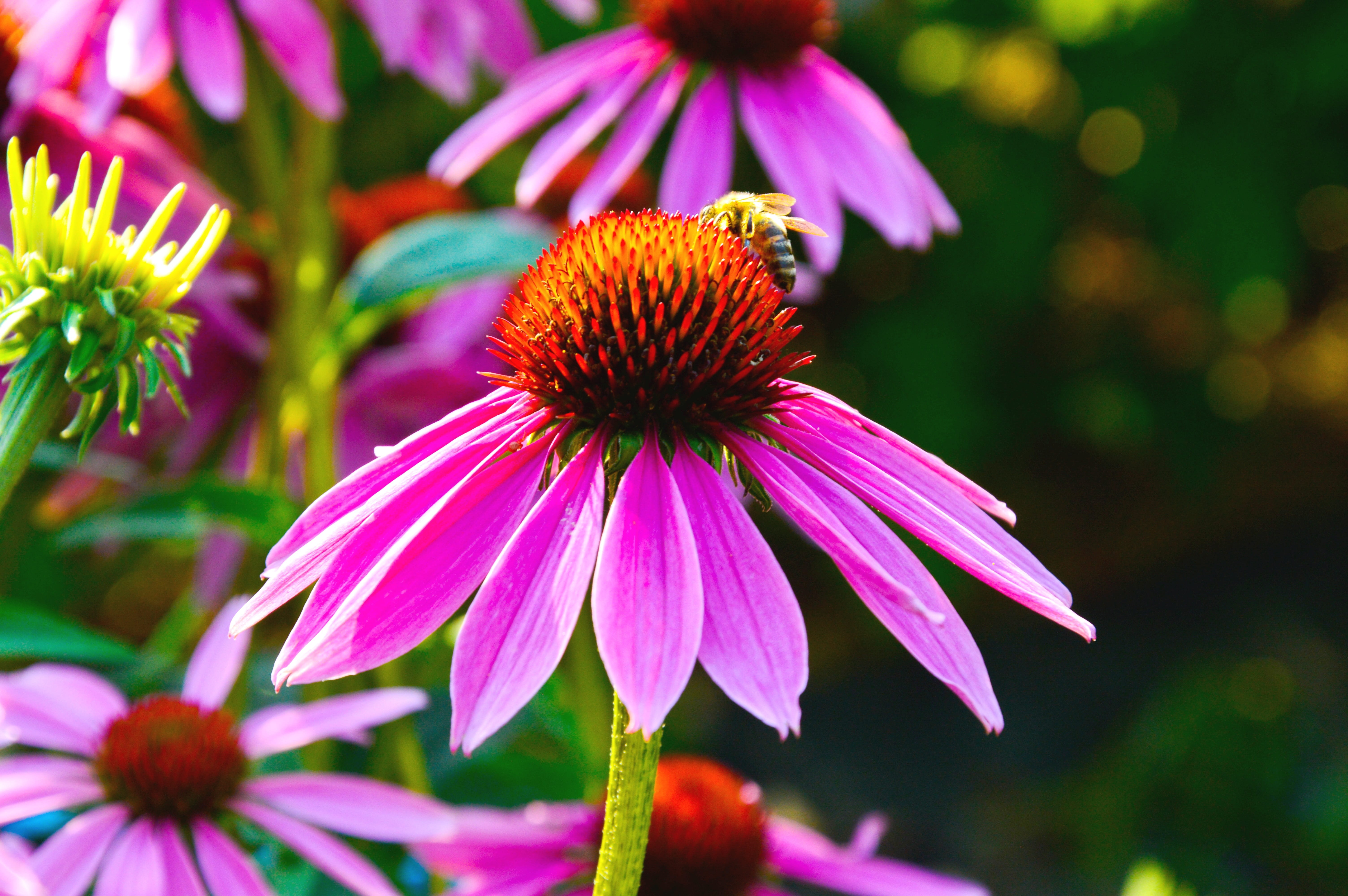 biodiversity, flower head, summer, flower, sun hat, echinacea, flowering plant, day, growth, garden, 5K, purple, vulnerability, medicinal plant, freshness, HD Wallpaper