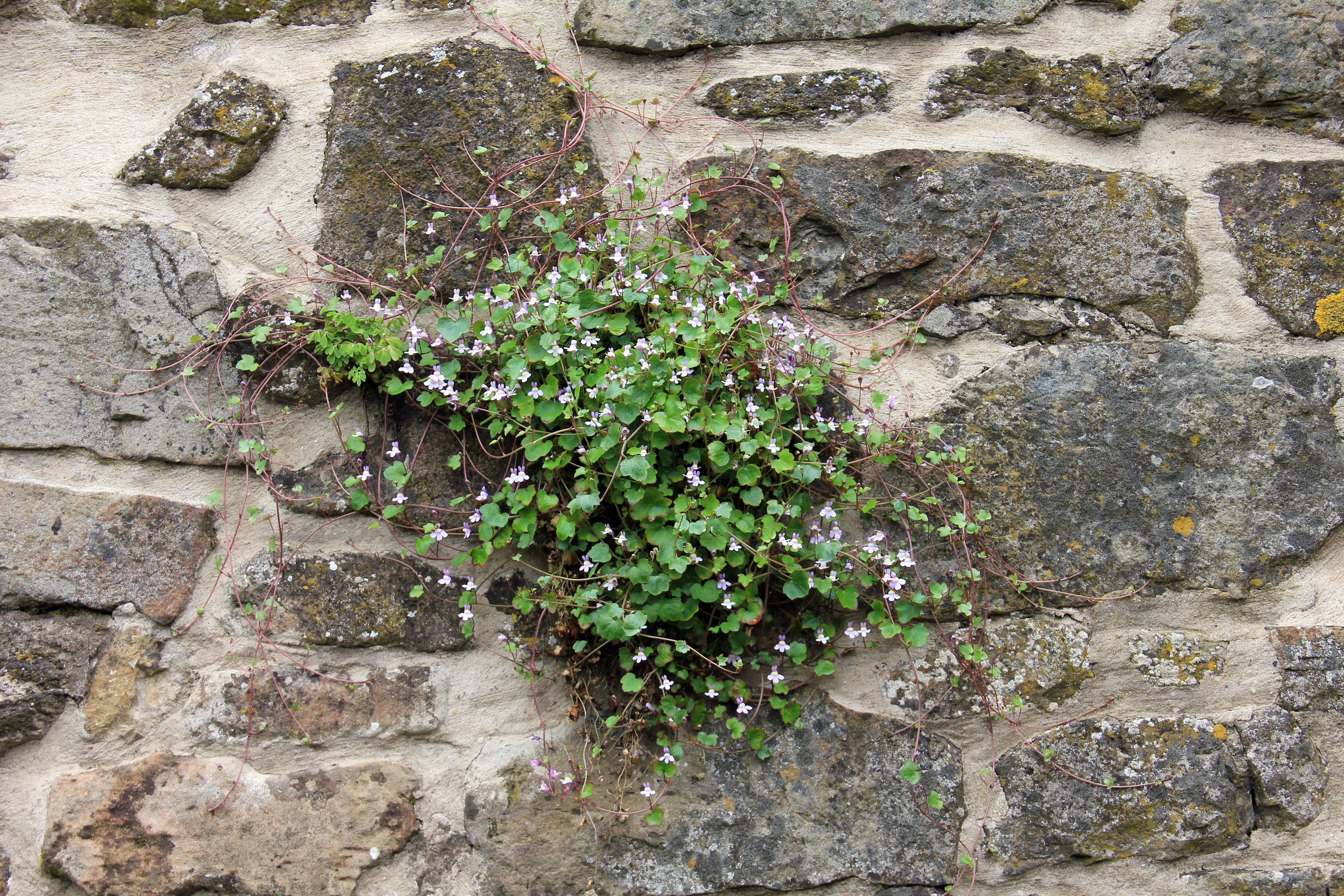 stone garden, plantaginaceae, plantain greenhouse, stone Material, violet, dulcimer herb, growth, Wall, blue, zymbelkraut, wall zimbelkraut, chamaephyt, HD Wallpaper