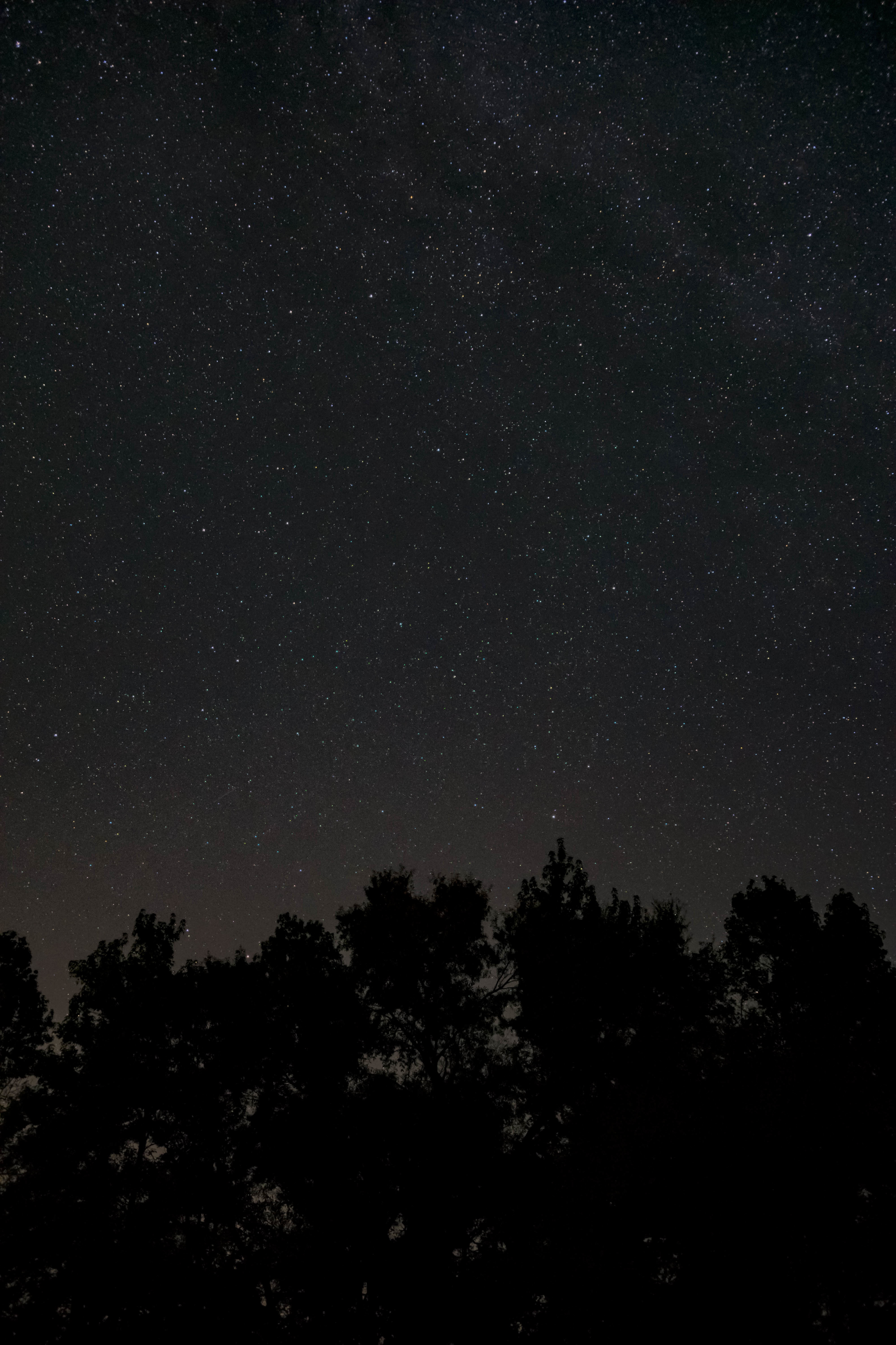 photo, star field, scenics - nature, worm, stars, idyllic, night, galaxy, bonding, outdoors, tranquil scene, eye, no people, dark, tree, low angle view, Phone HD Wallpaper