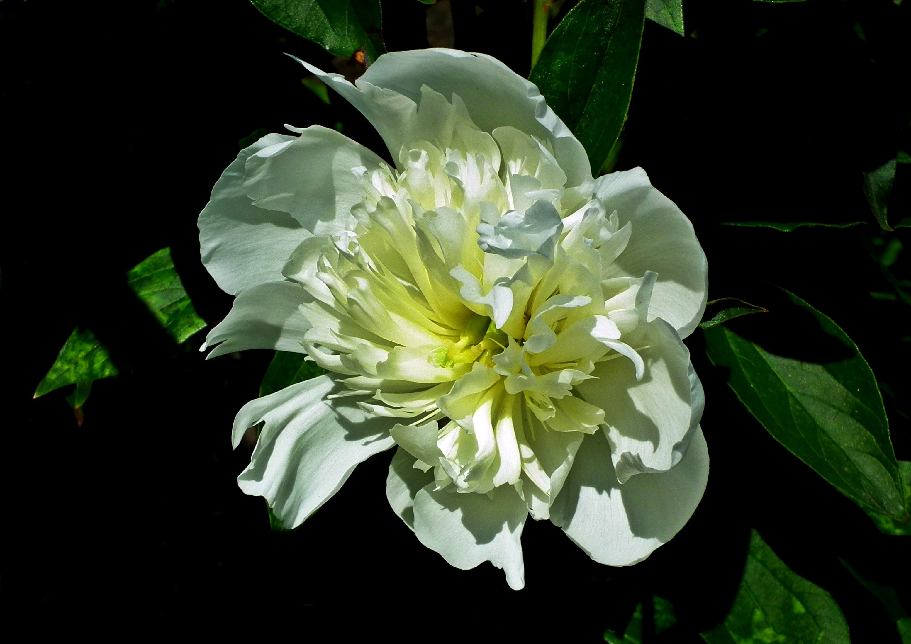 day, garden, white color, fragility, white, plant, close-up, closeup, outdoors, macro, vulnerability, peony, black background, growth, petal, blossoming, HD Wallpaper