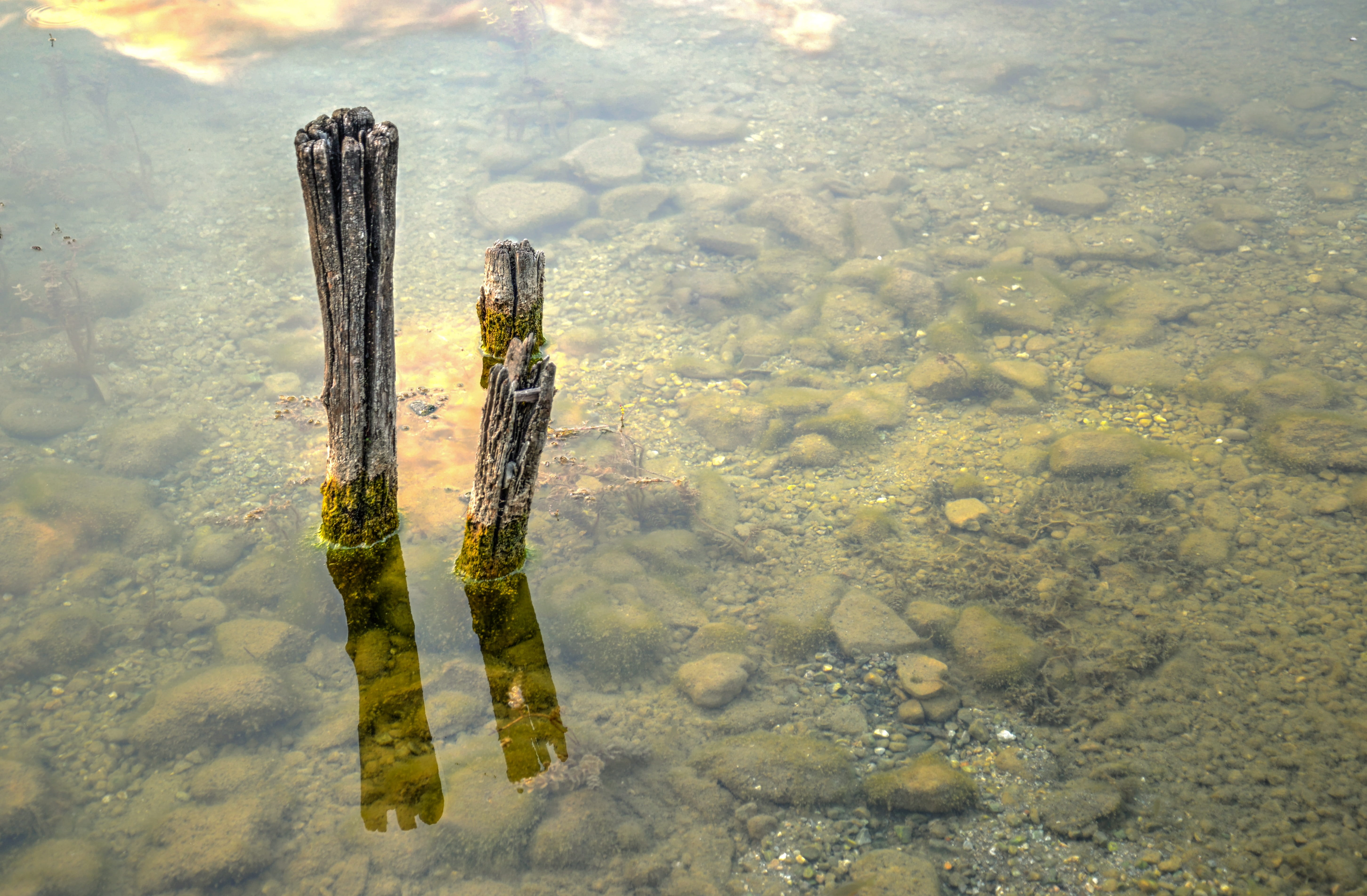 stick, waterfront, wood, 5K, lake, animal themes, yellow, wood - material, shallow, animal wildlife, transparent, hdr, swimming, high angle view, animal, HD Wallpaper