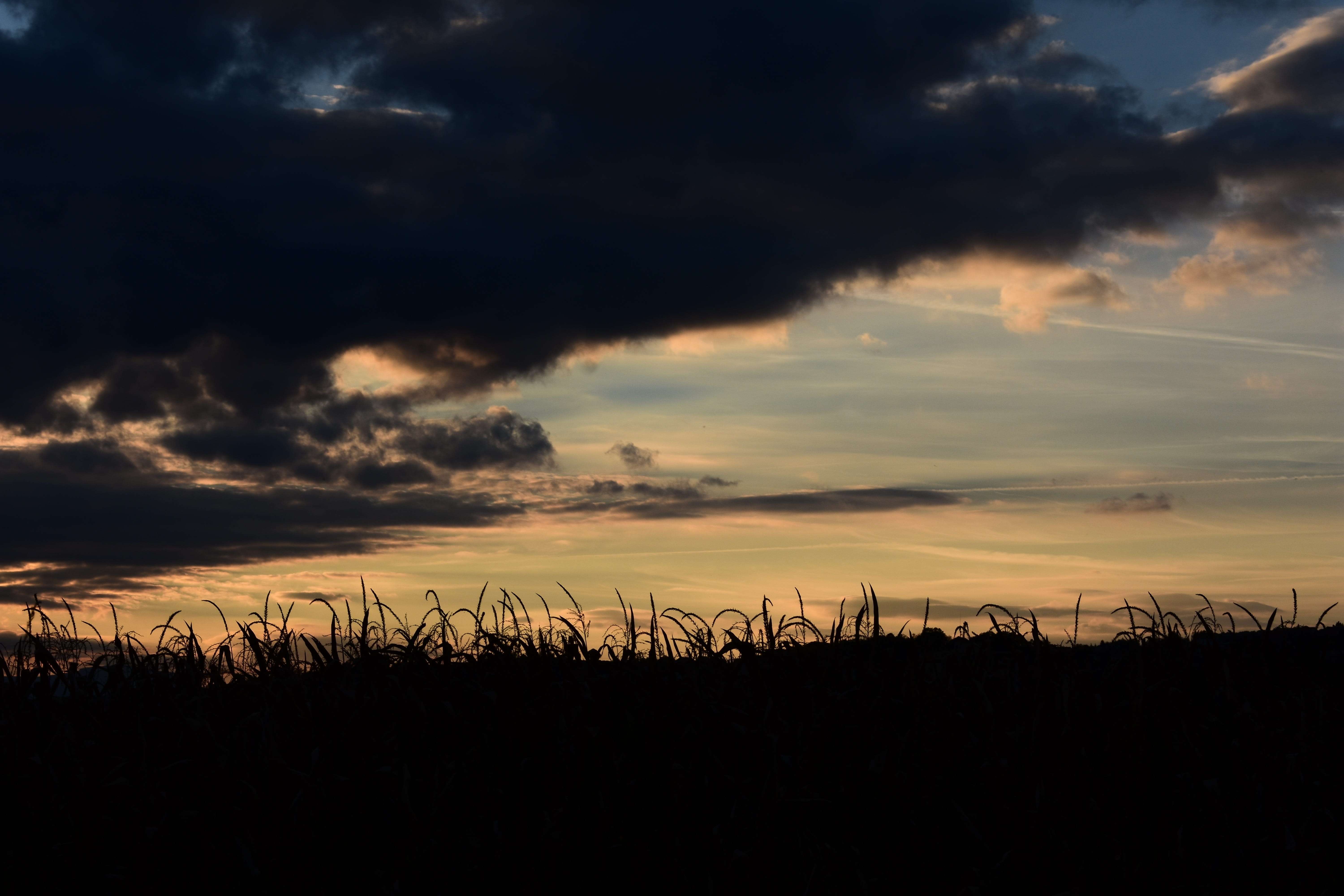 grass, cloud - sky, scenic, idyllic, orange color, scenics - nature, the sky, twilight, autumn, nature, tranquil scene, plant, silhouette, dramatic sky, HD Wallpaper