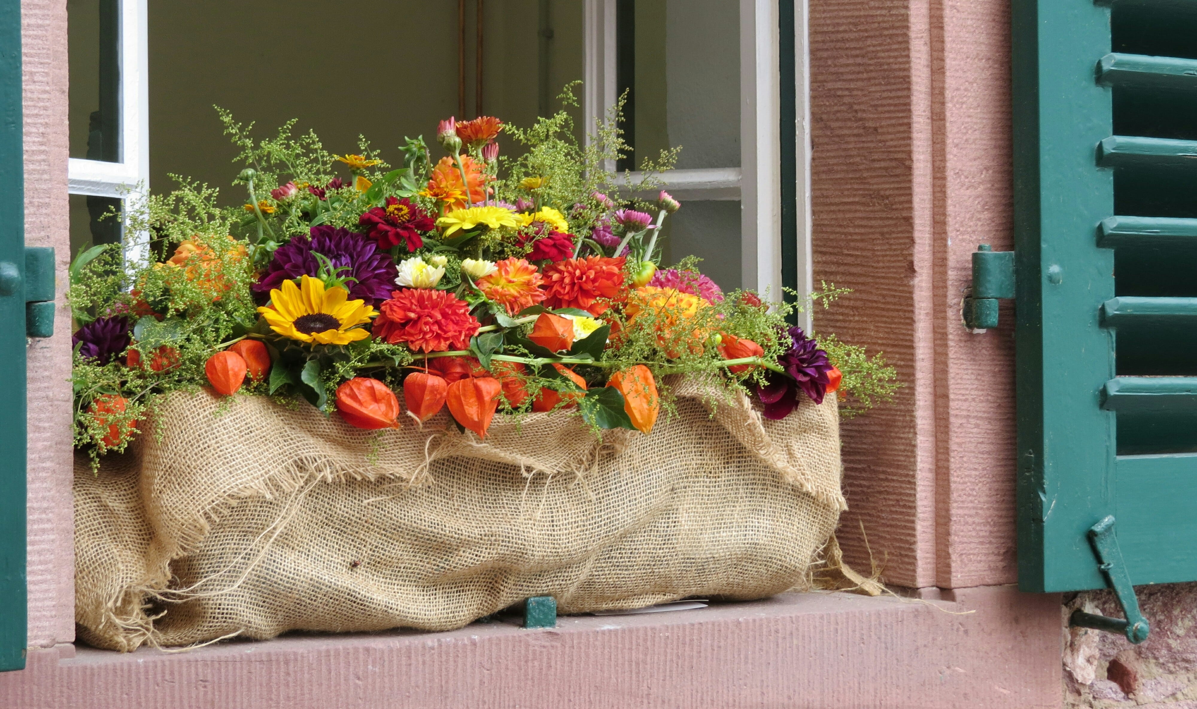 autumn, vulnerability, shutter, herbstdeko, architecture, plant, beauty in nature, autumn flowers, flower arrangement, window, no people, fragility, door, HD Wallpaper