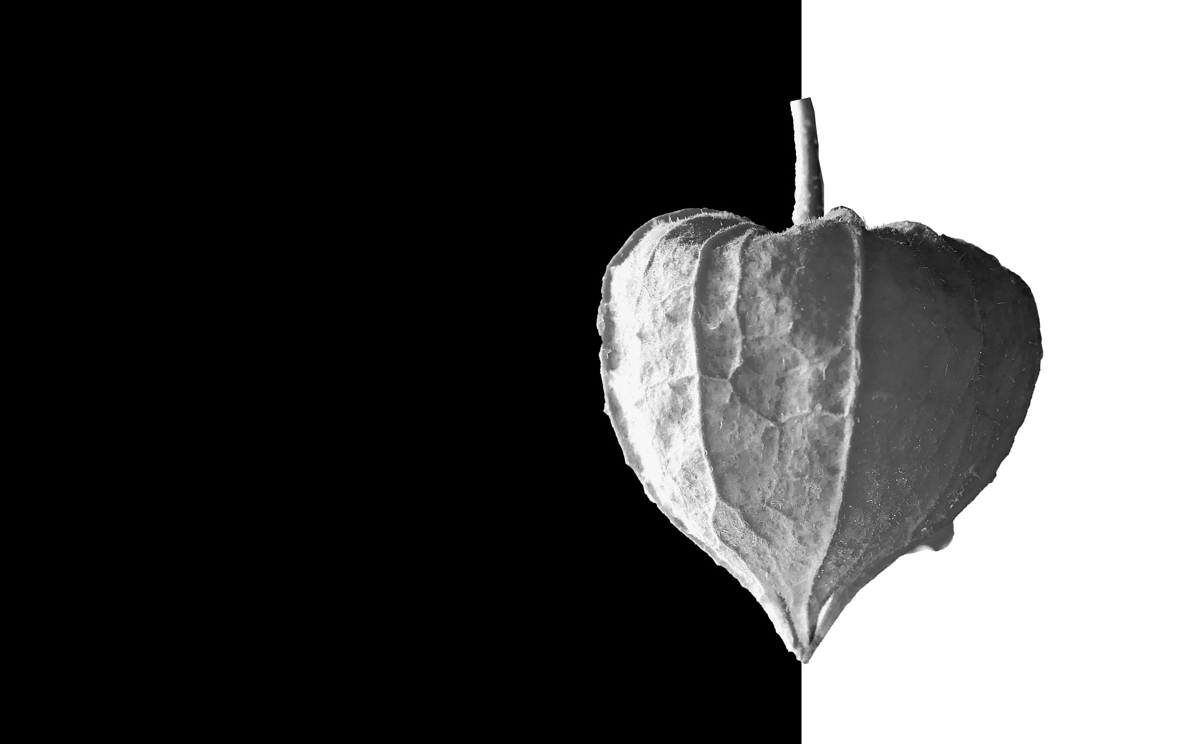 autumn motives, autumn decoration, chichi viking fruits, indoors, 4K, single object, food, cut out, freshness, autumn, black background, hanging, nature, HD Wallpaper
