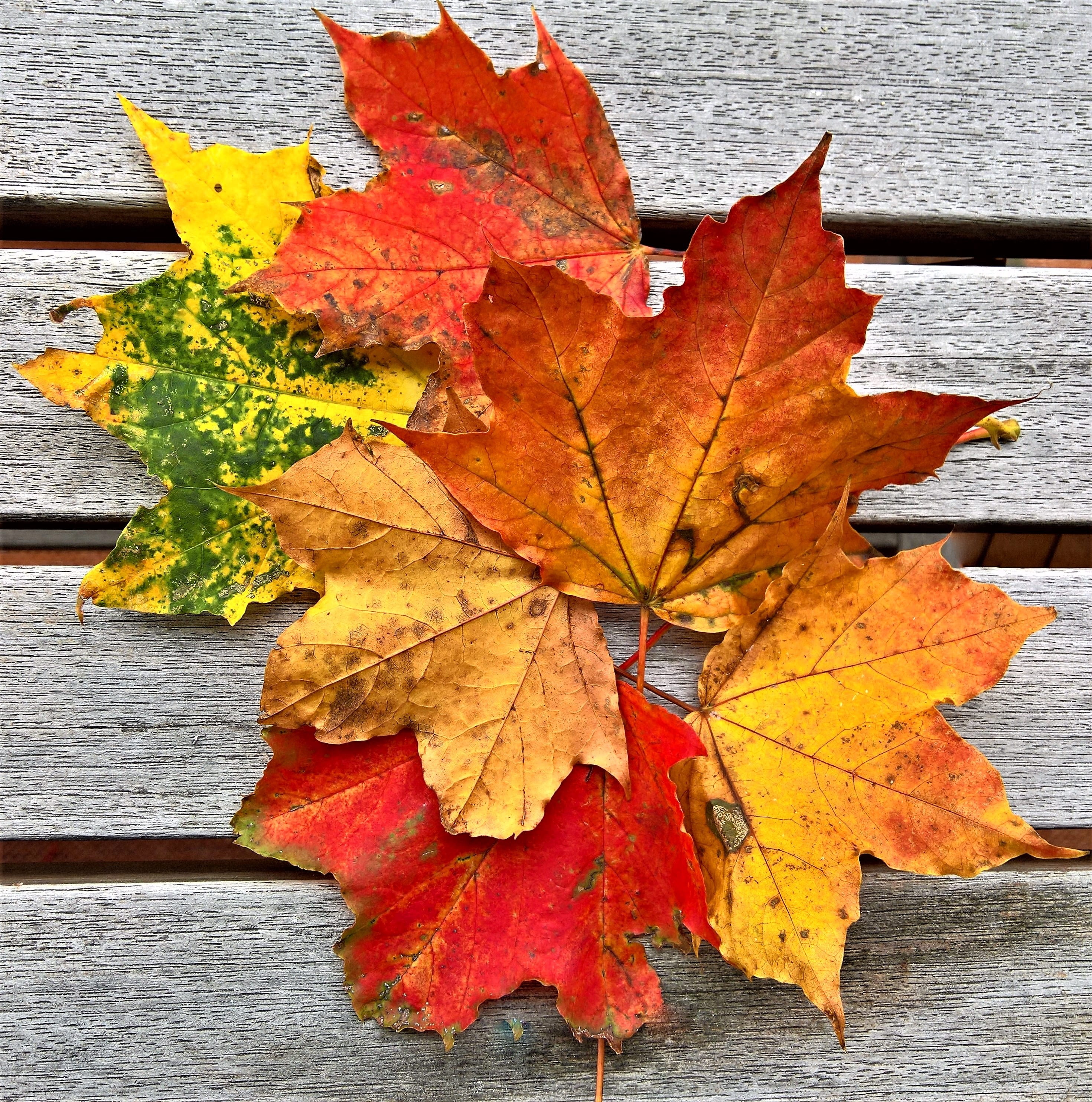 plant part, maple leaf, herb mood, wood - material, plant, day, nature, outdoors, orange color, autumn, close-up, yellow, no people, maple, natural condition, Phone HD Wallpaper