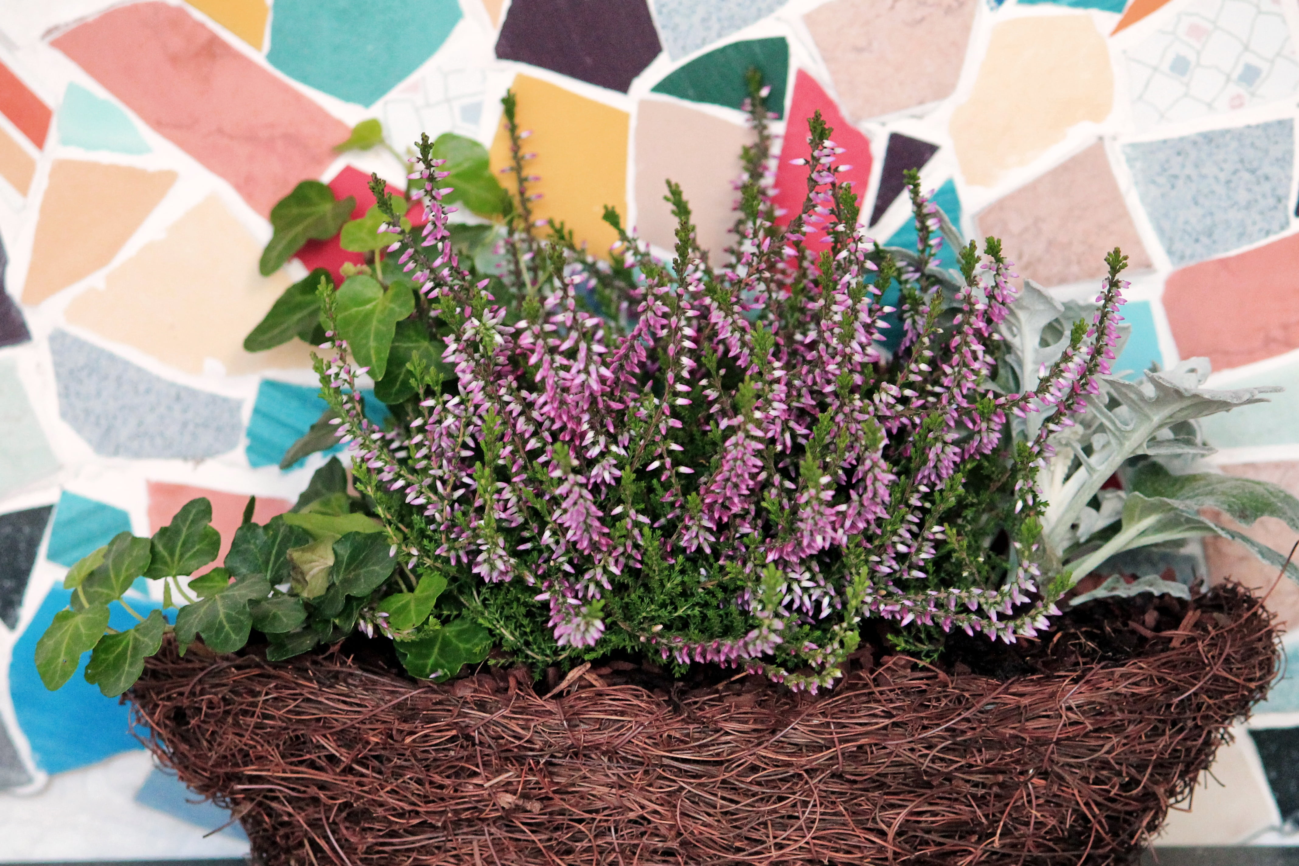 nature, fragility, no people, focus on foreground, heather, autumn decoration, paper, outdoors, flowering plant, freshness, 4K, potted plant, day, high angle view, HD Wallpaper