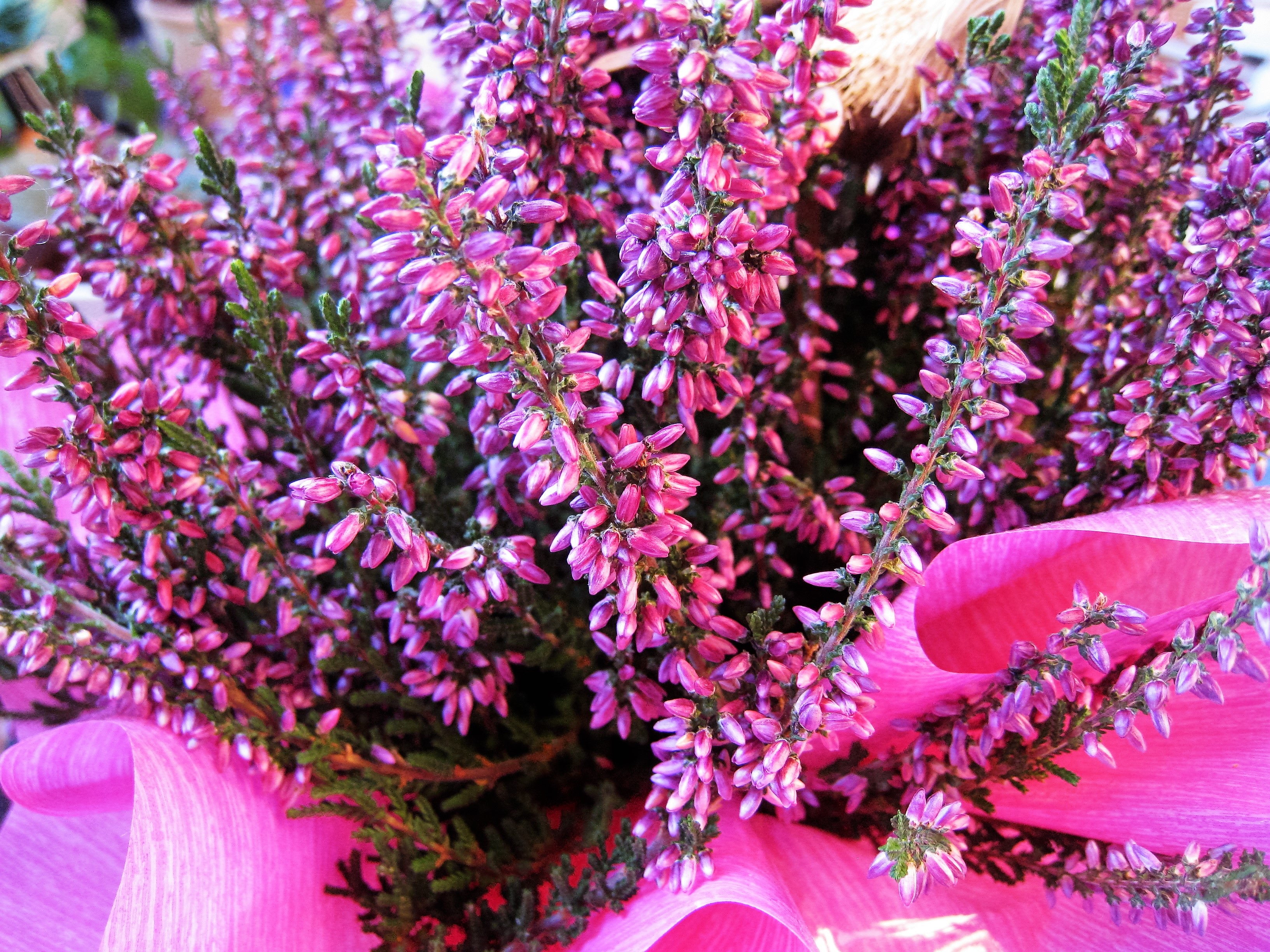 plant, beauty in nature, flower head, purple, petal, autumn, pollen, pink, growth, 2K, flowering plant, pagan pot, autumn decoration, no people, heide, HD Wallpaper