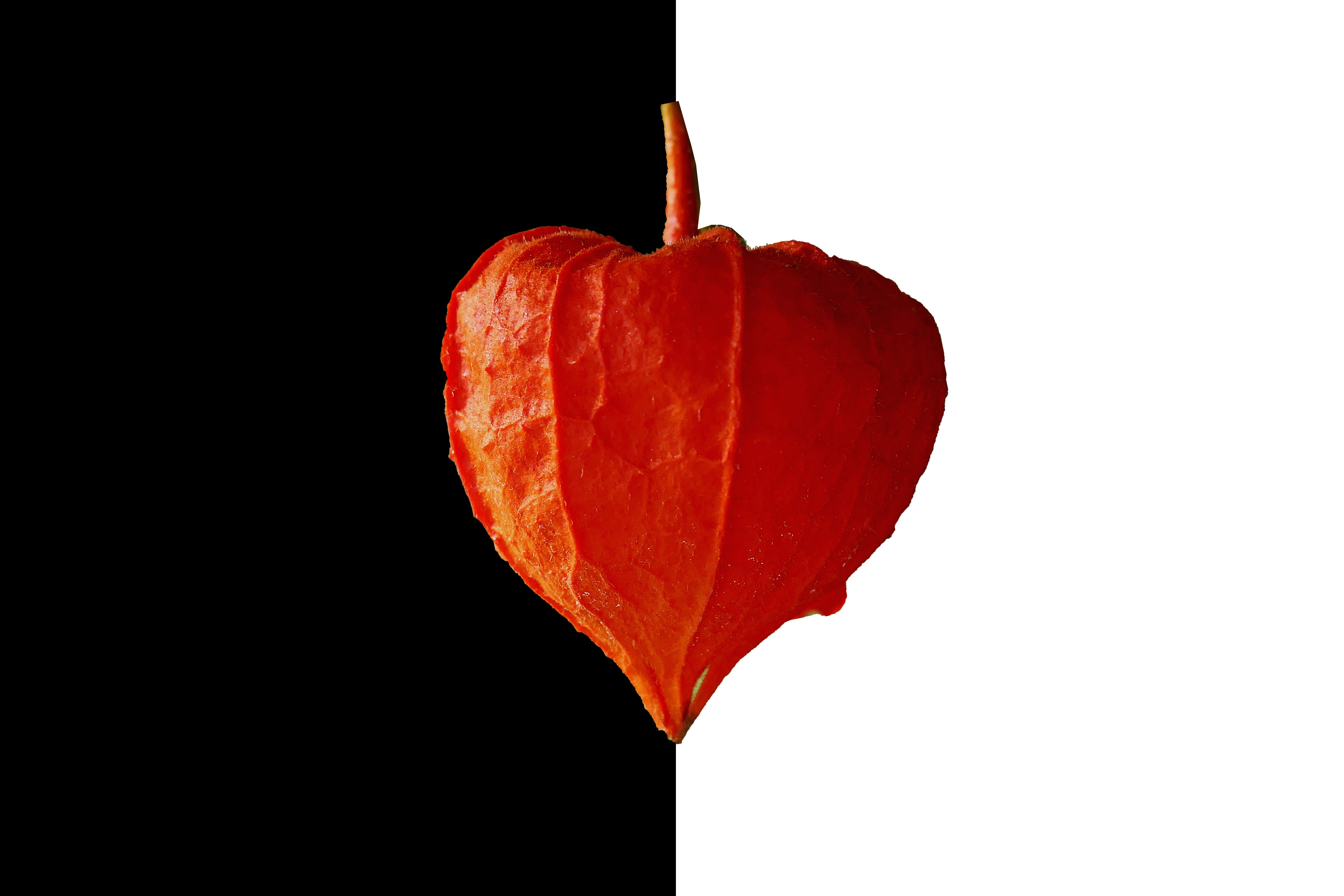red, studio shot, close-up, valentines day - holiday, white background, love, healthy eating, wellbeing, no people, emotion, autumn decoration, orange, HD Wallpaper