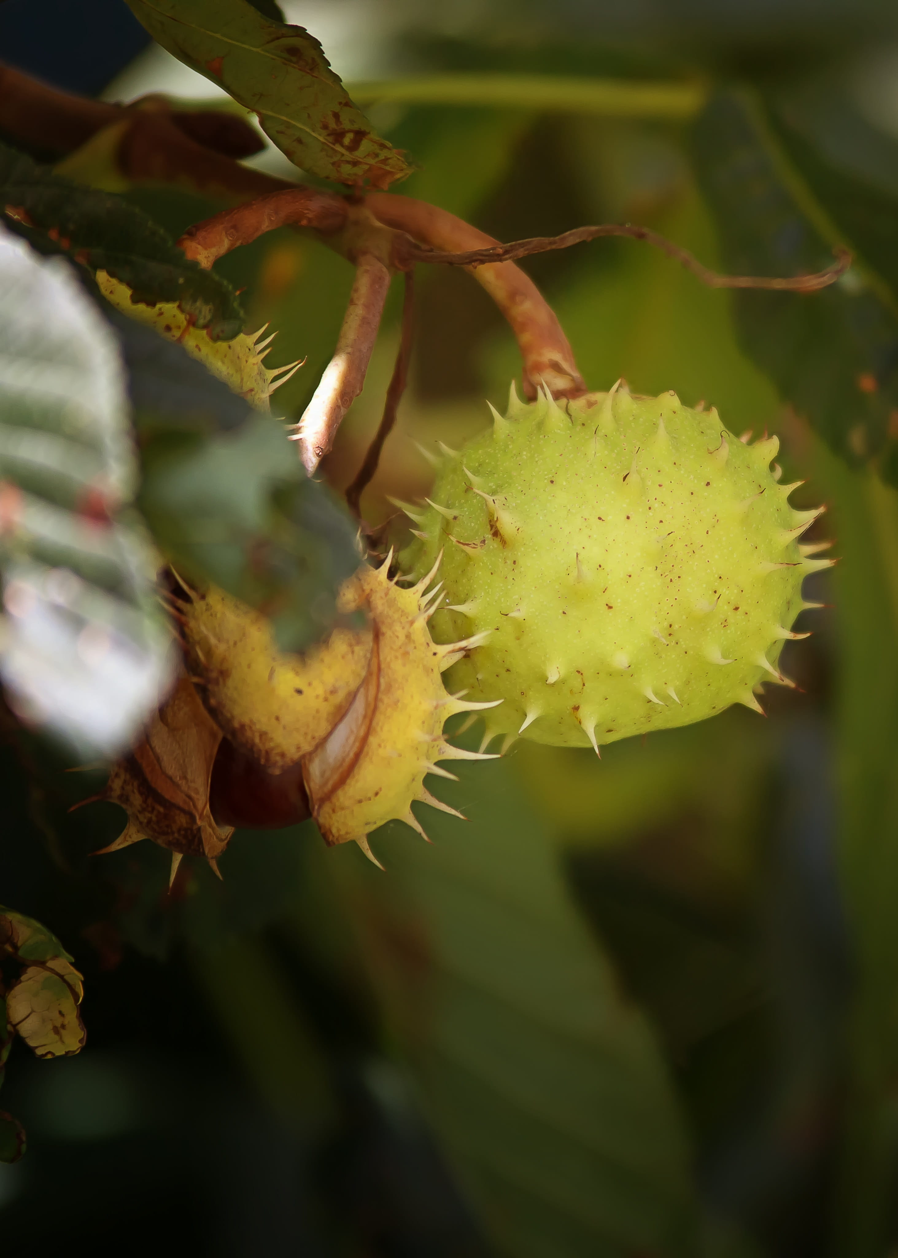 fragility, flower, no people, leaf, sweet chestnuts, herbstdeko, autumn fruit, nature, focus on foreground, Chestnut, food, thanksgiving, harvest time, Phone HD Wallpaper