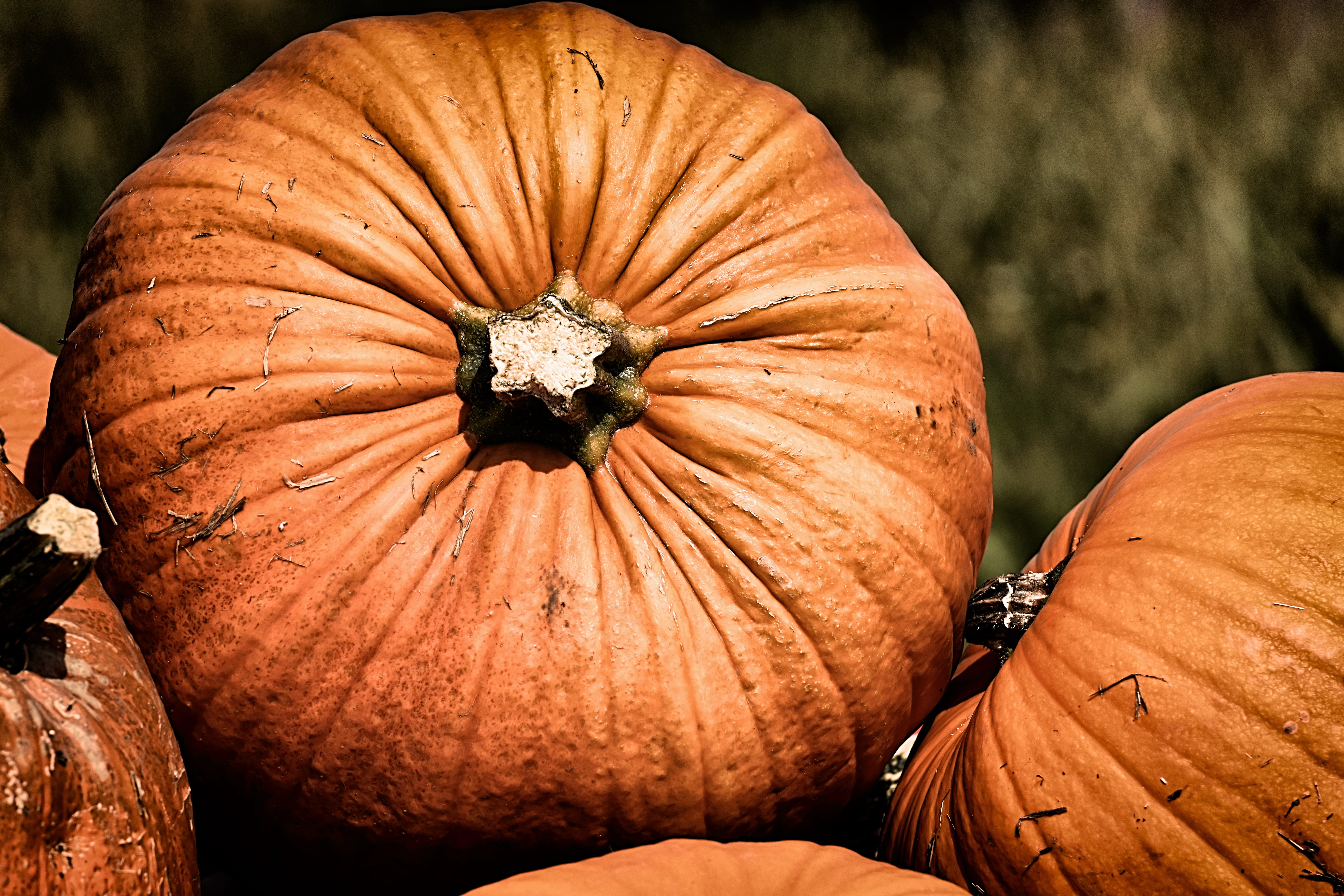 close-up, brown, colorful, 5K, thanksgiving, harvest, orange, no people, pumpkins, vegetable, pumpkin, decoration, decorative squashes, healthy eating, HD Wallpaper