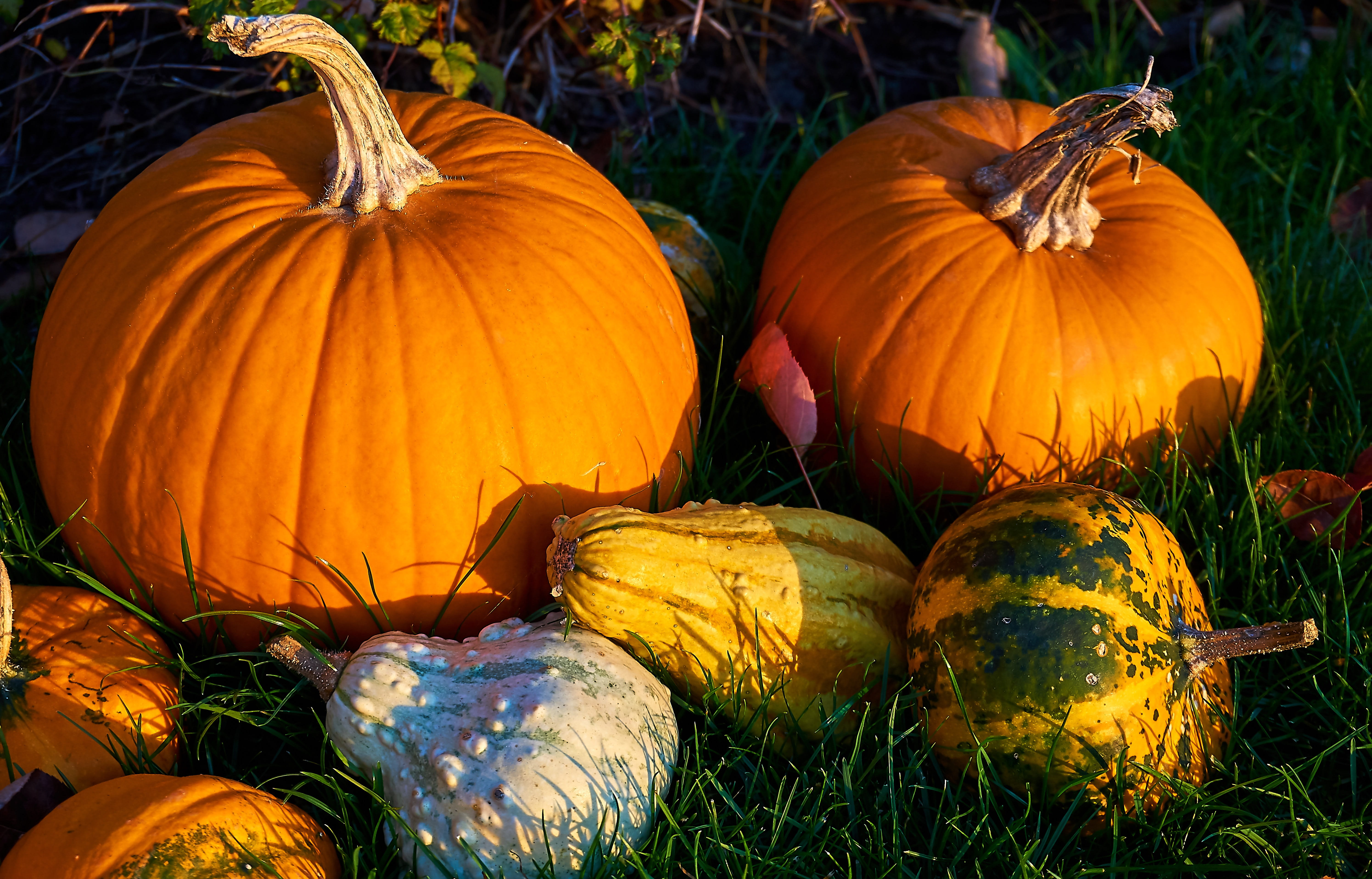 celebration, 5K, wellbeing, color, freshness, vegetable, autumn vegetables, decorative pumpkins, autumn motives, outdoors, plant, no people, land, autumn decoration, HD Wallpaper