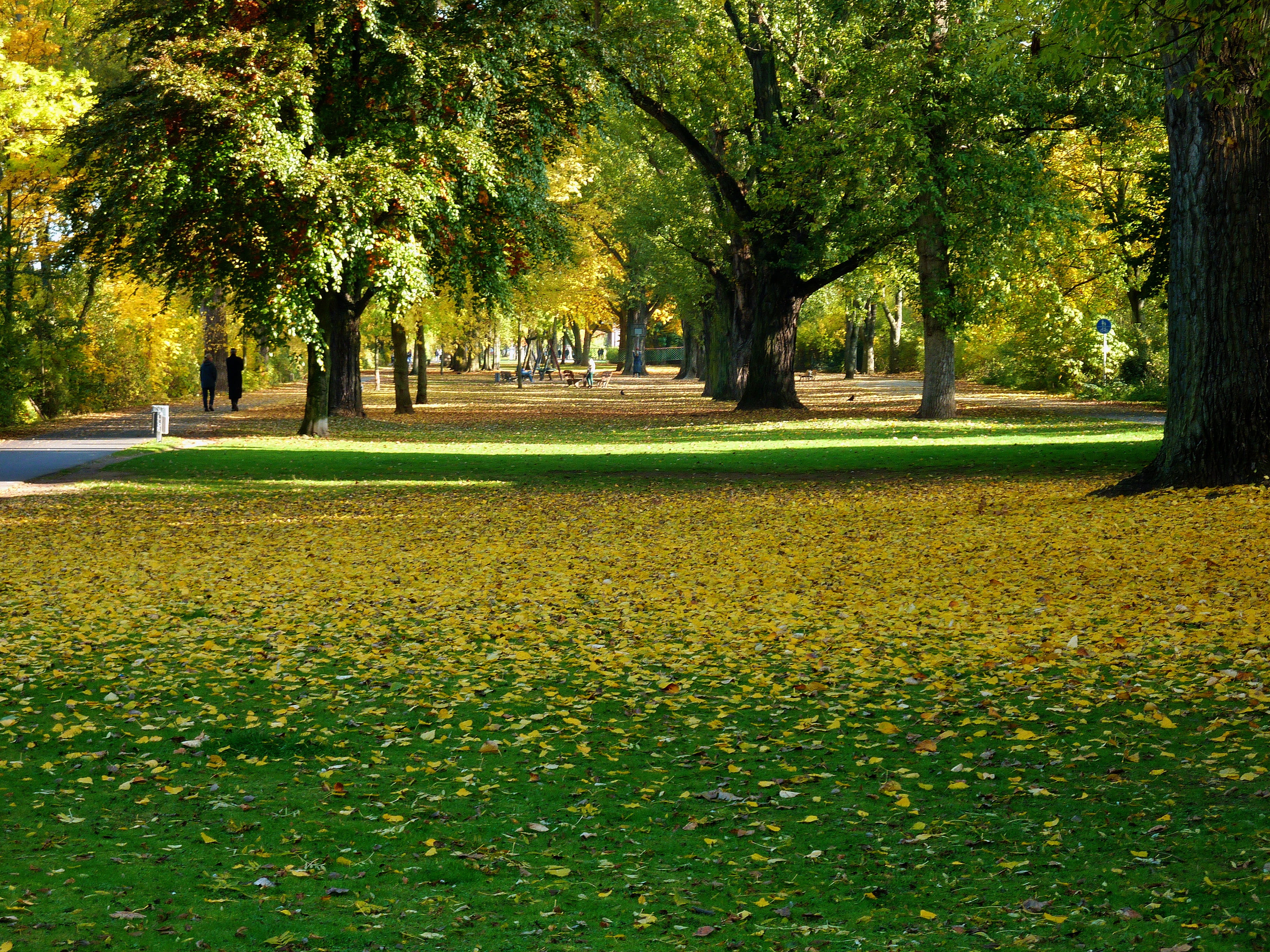 plant, growth, plant part, outdoors, autumn time, september, park - man made space, color, grass, tranquil scene, Colorful, autumn mood, bright, footpath, HD Wallpaper
