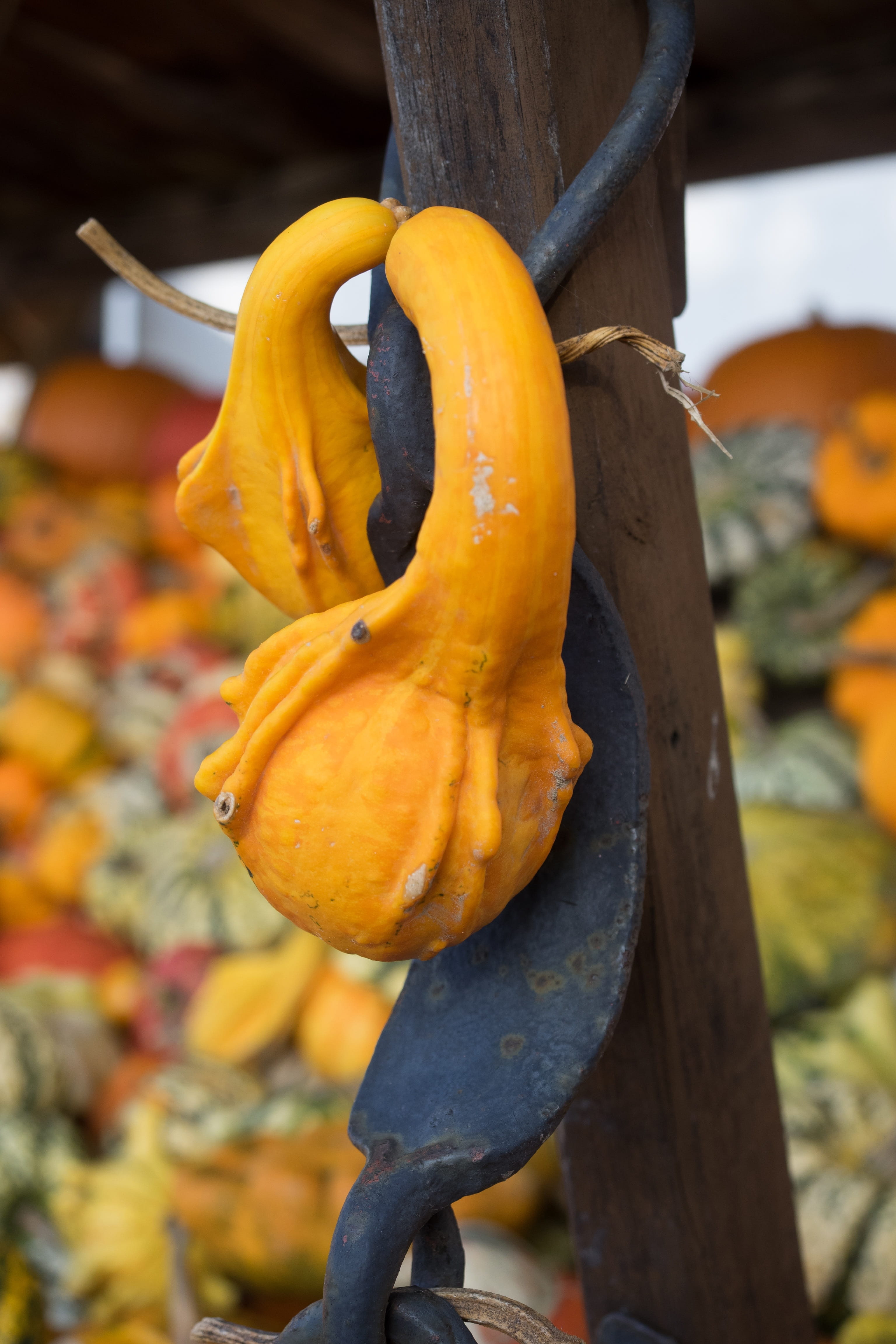autumn, nature, Orange, autumn motives, orange color, color, vegetables, healthy eating, eat, no people, freshness, choice choose, healthy, focus on foreground, Phone HD Wallpaper