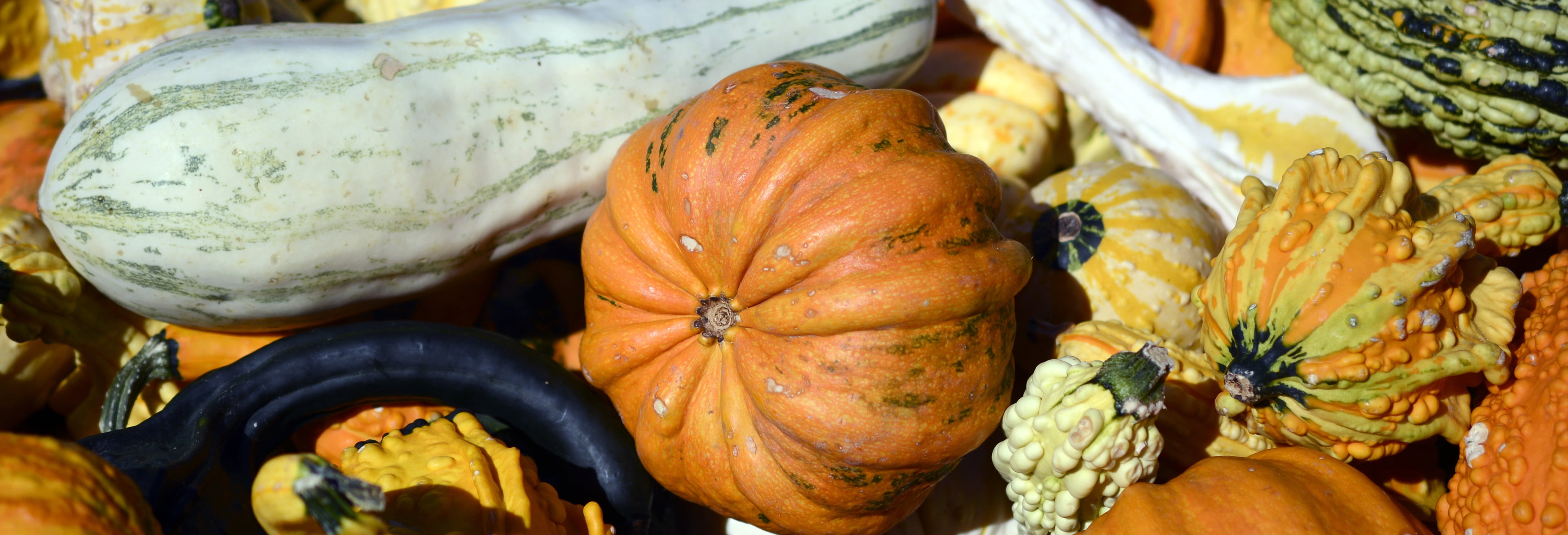 wellbeing, halloween, harvest, decorative, october, food, squash - Vegetable, autumn motives, freshness, close-up, plant, orange, thanksgiving, ripe, healthy eating, HD Wallpaper