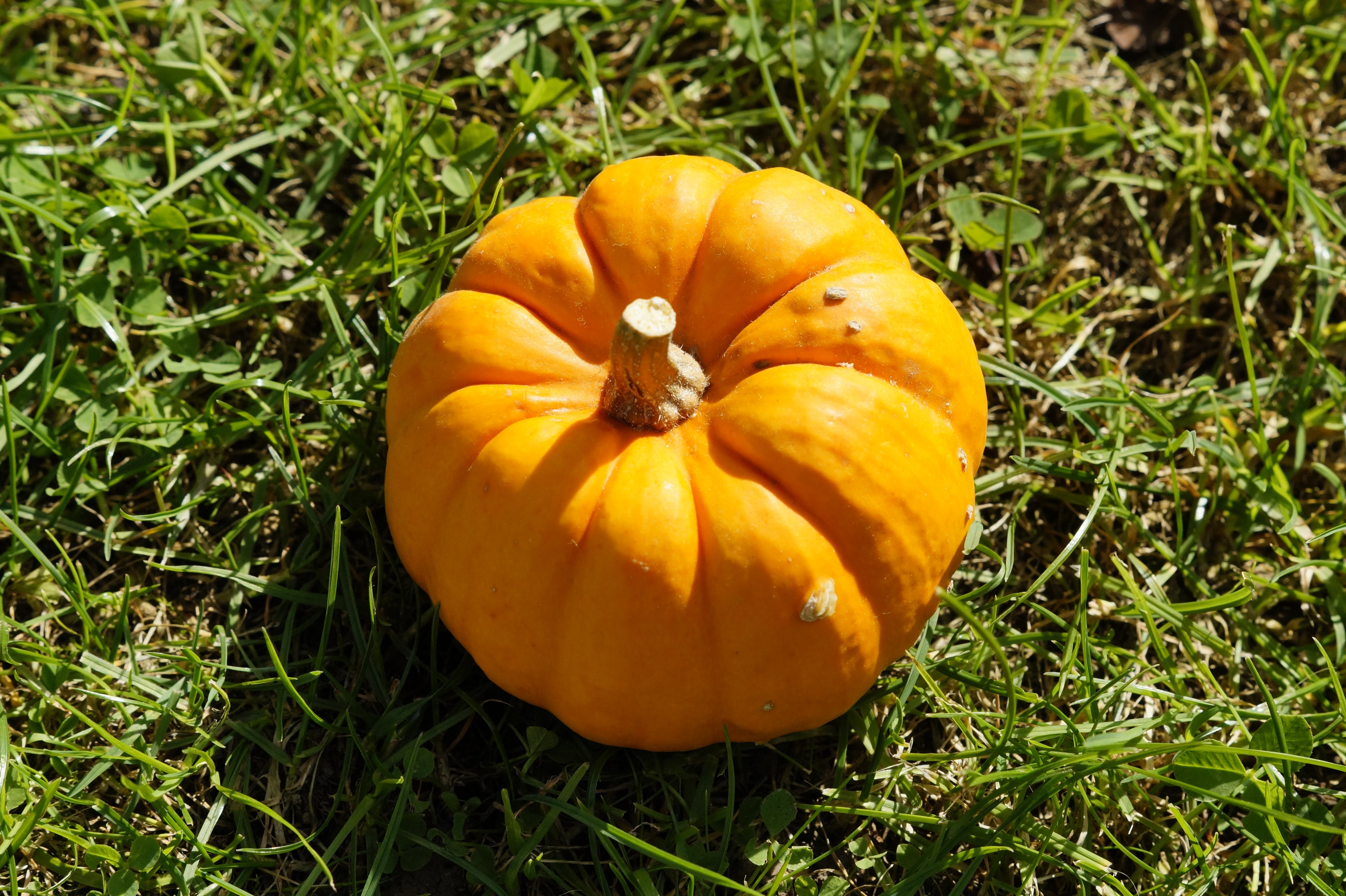 healthy eating, decorative, close-up, halloween, halloweenkuerbis, orange color, no people, october, growth, field, land, orange, food and drink, thanksgiving, HD Wallpaper
