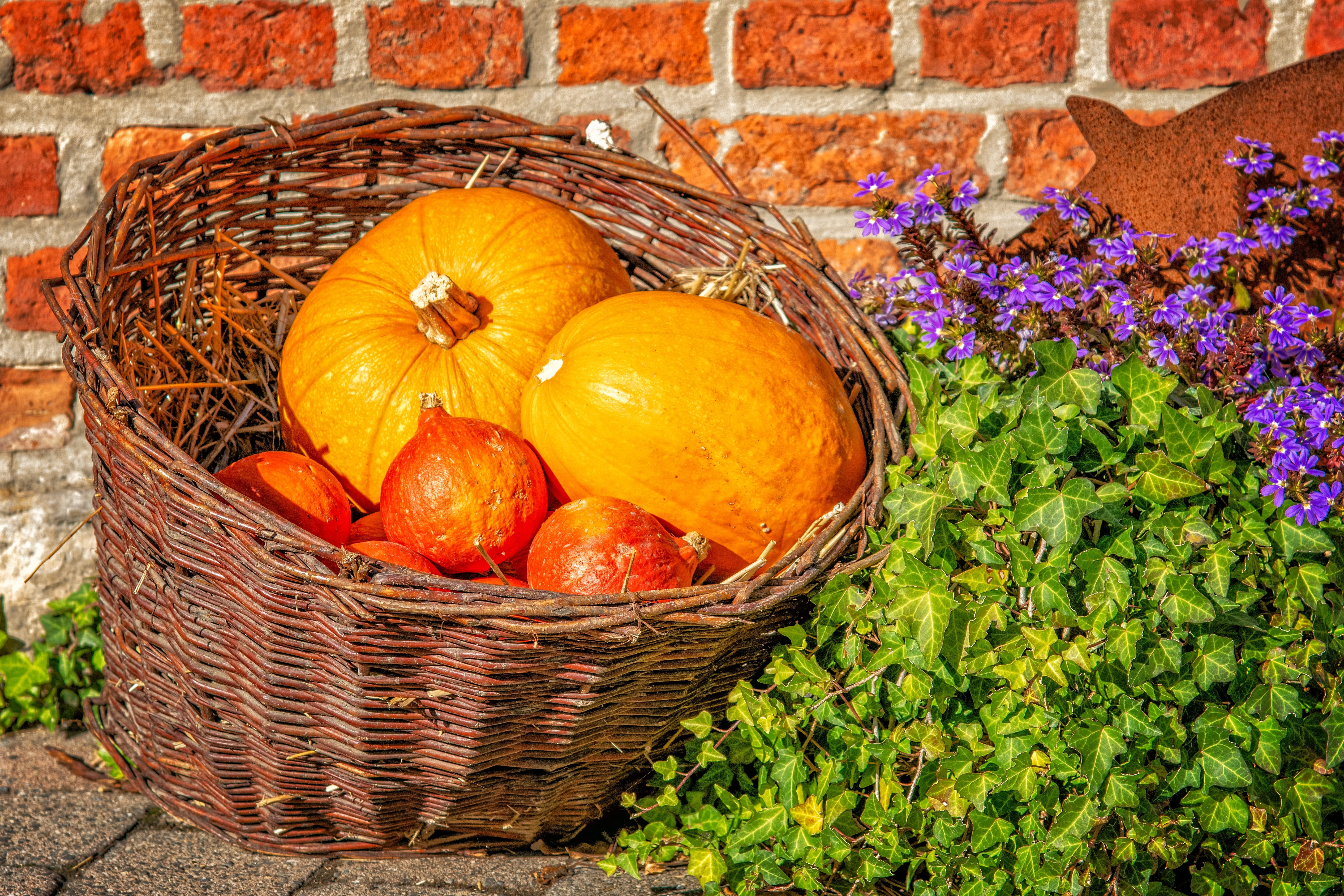autumn motives, healthy eating, no people, container, freshness, autumn, wellbeing, orange, colorful, growth, plant, autumn decoration, flower, pumpkin, HD Wallpaper