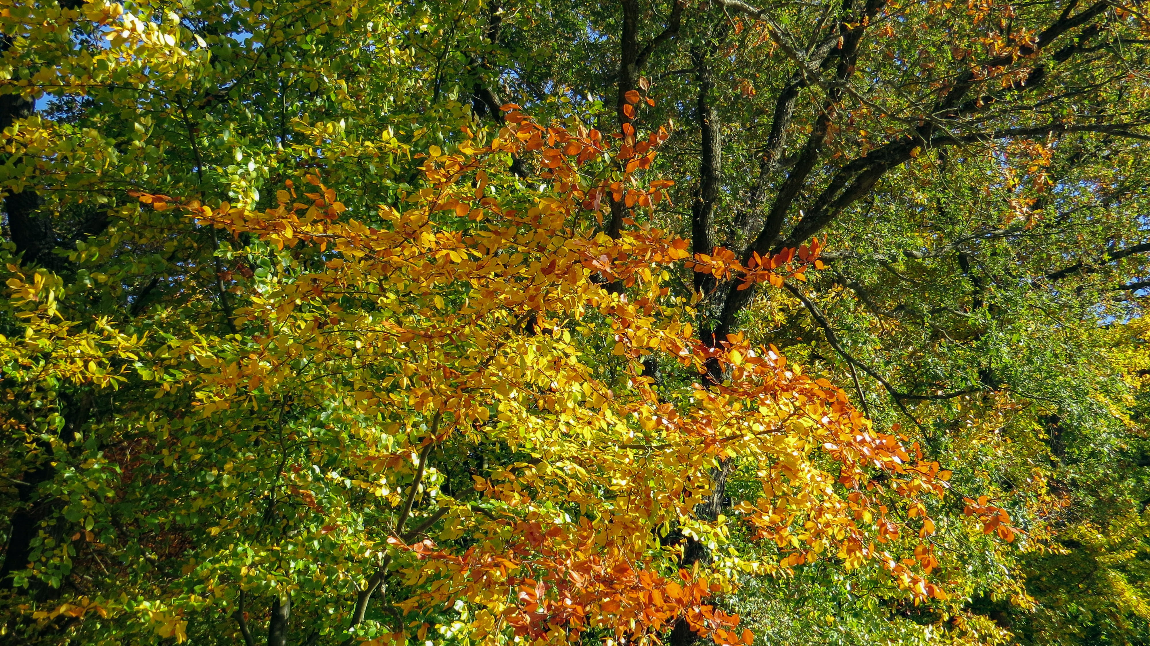 fall, nature, tranquility, autumn, autumn motive, branch, no people, scenics - nature, land, bright, orange color, autumn collection, tree, non-urban scene, HD Wallpaper