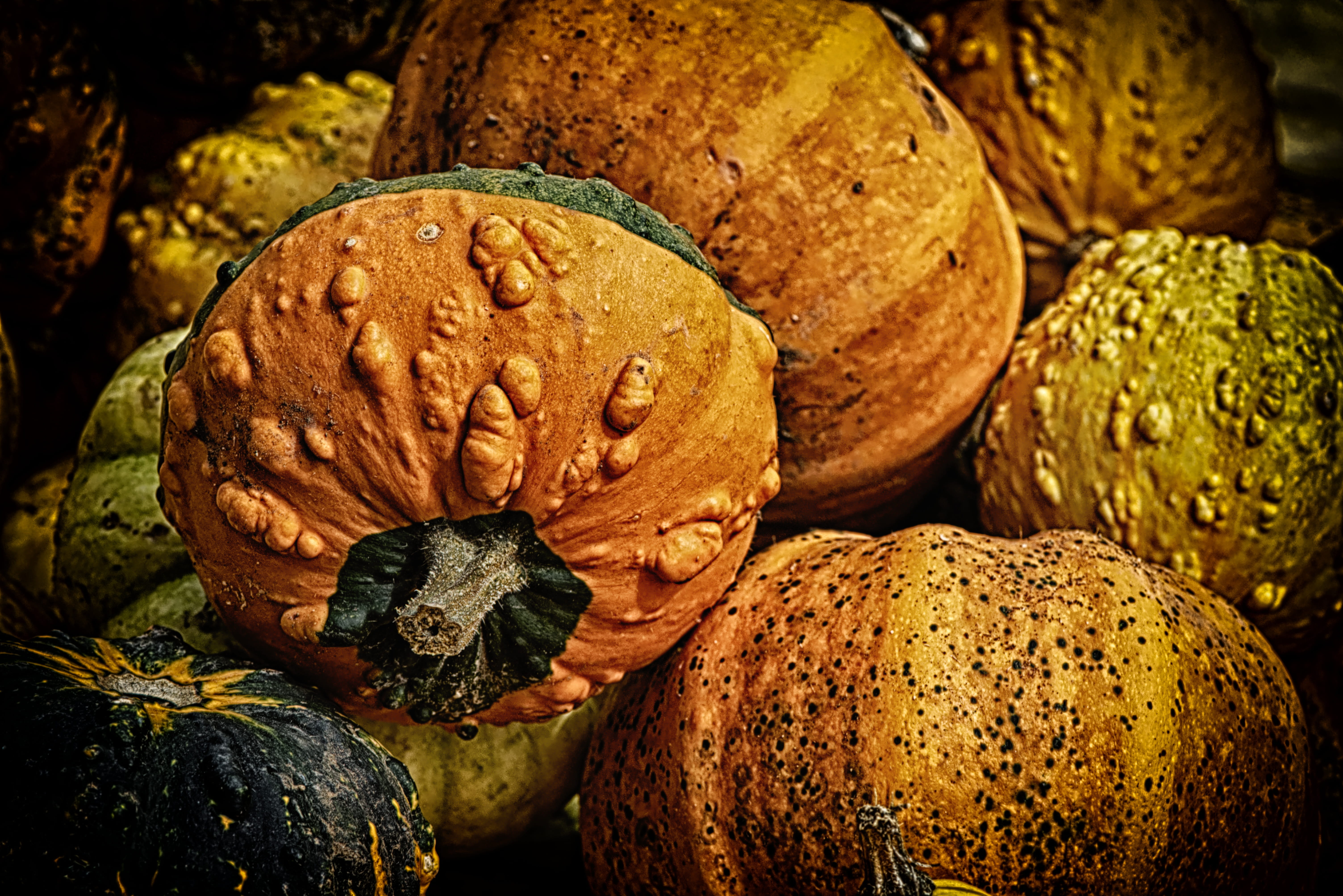 decoration, backgrounds, day, harvest, autumn, orange, pumpkins, colorful, halloween, pumpkin, fruit, decorative squashes, 5K, food and drink, wellbeing, HD Wallpaper