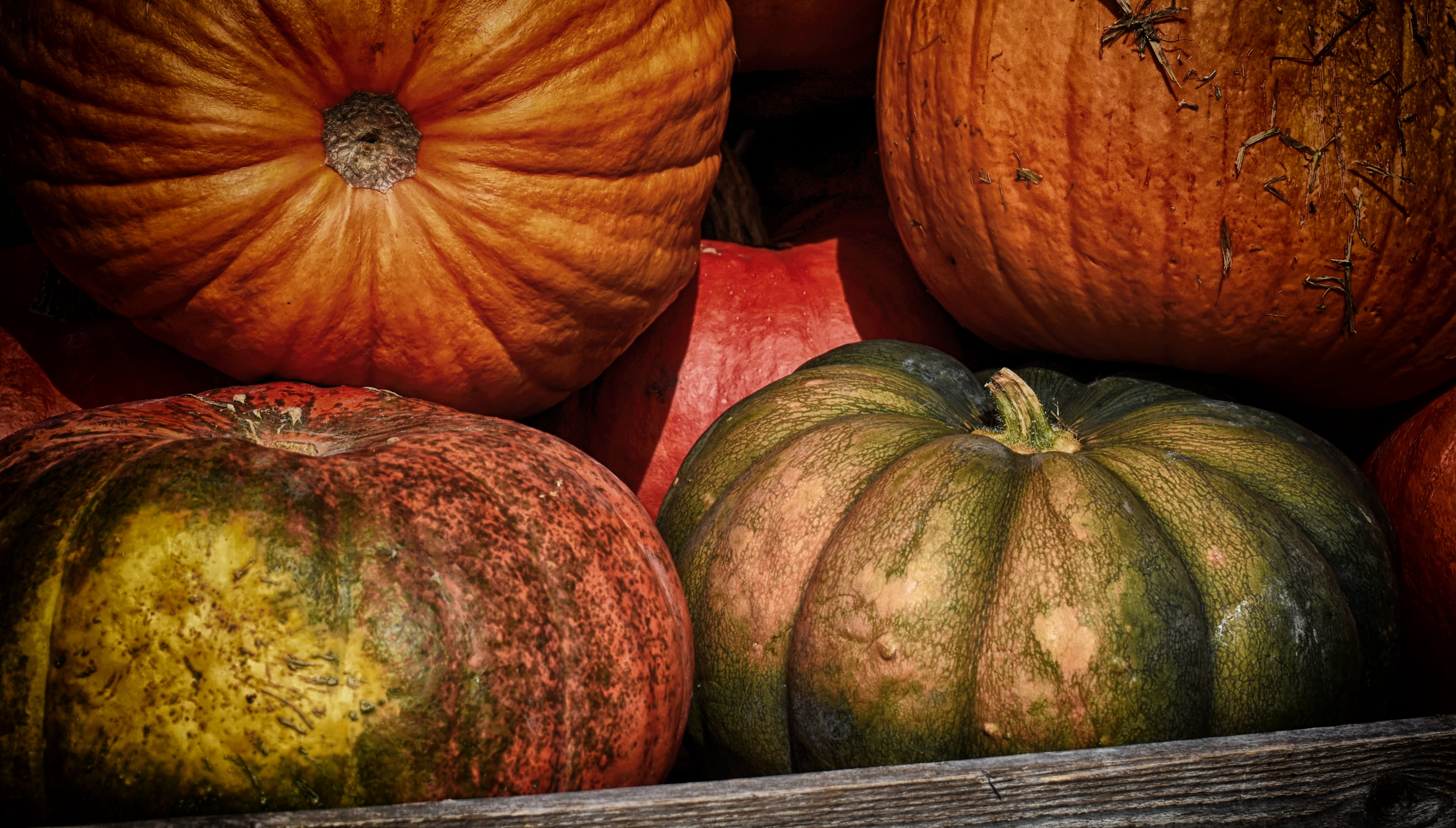 autumn decoration, fruit, vegetable, 5K, pumpkins, high angle view, autumn vegetables, yellow, color, orange color, colorful, close-up, decorative pumpkins, HD Wallpaper