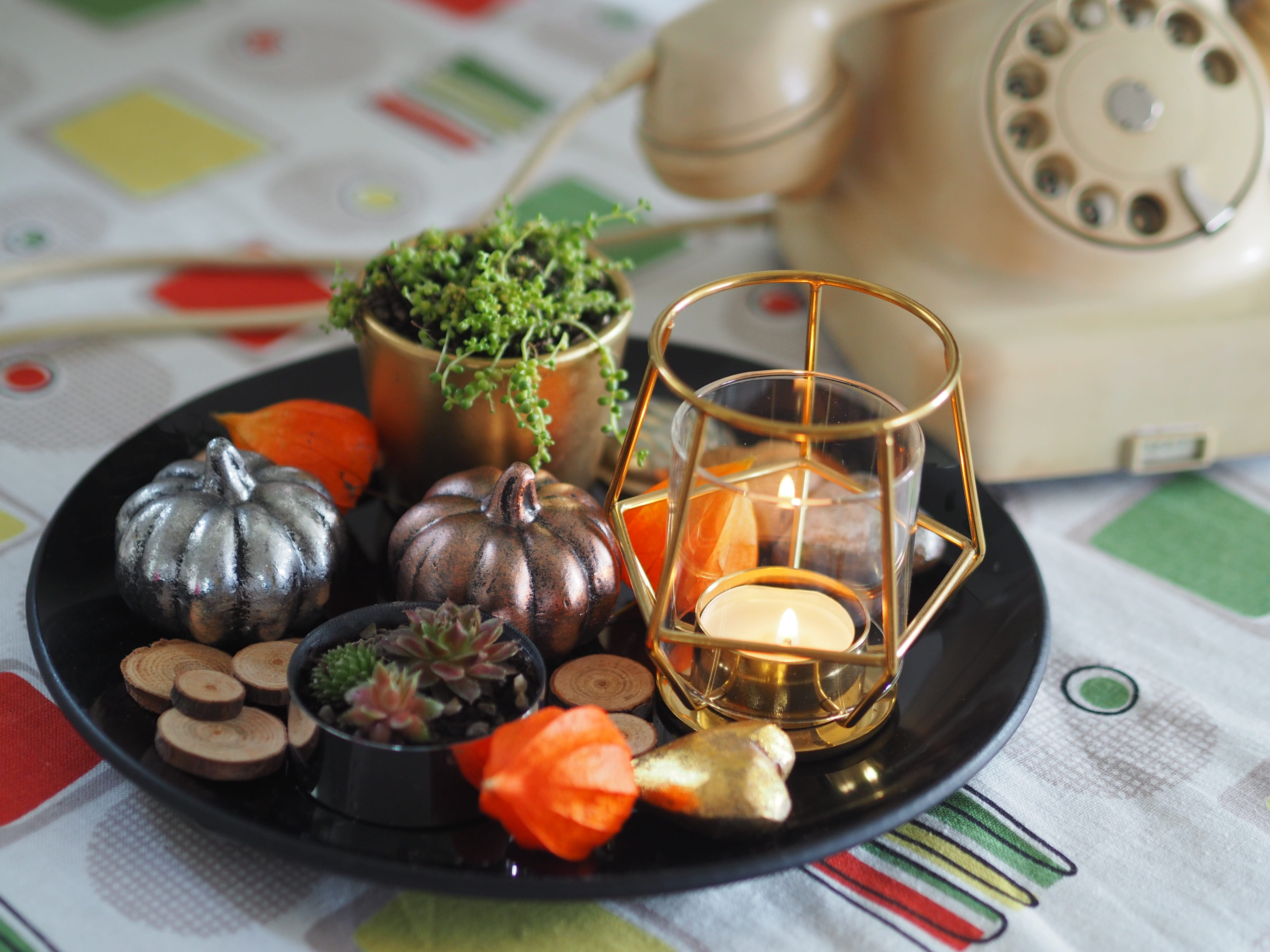 succulents, thanksgiving, still life, orange, decorative, choice, wood, pumpkin, vegetable, plate, freshness, background, focus on foreground, nature, fruit, HD Wallpaper