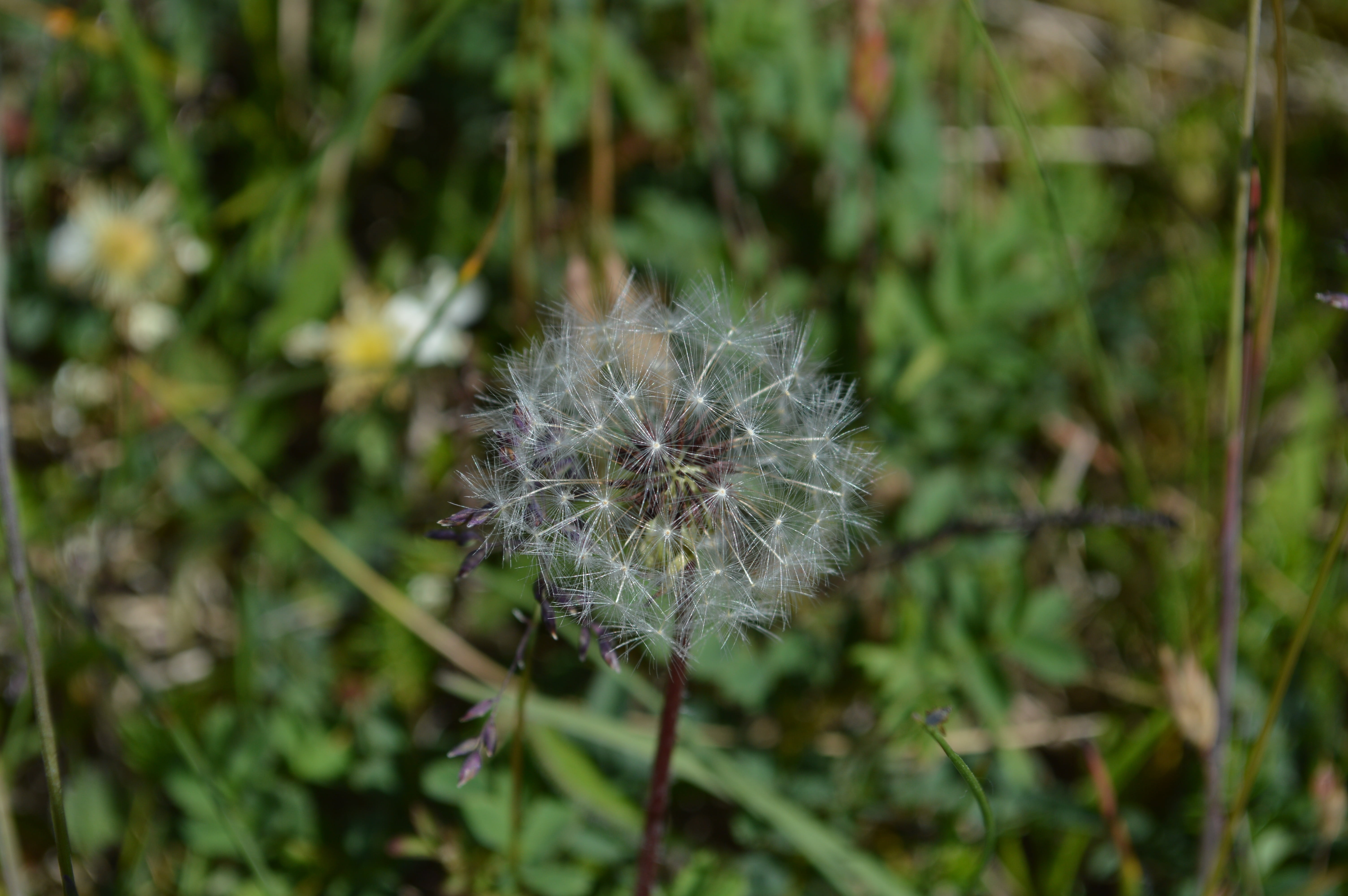 nature, seeds, garden, dandelion seed, dandelion, scoop, freshness, 5K, bol, close-up, softness, summer, west frisian, focus on foreground, vulnerability, HD Wallpaper