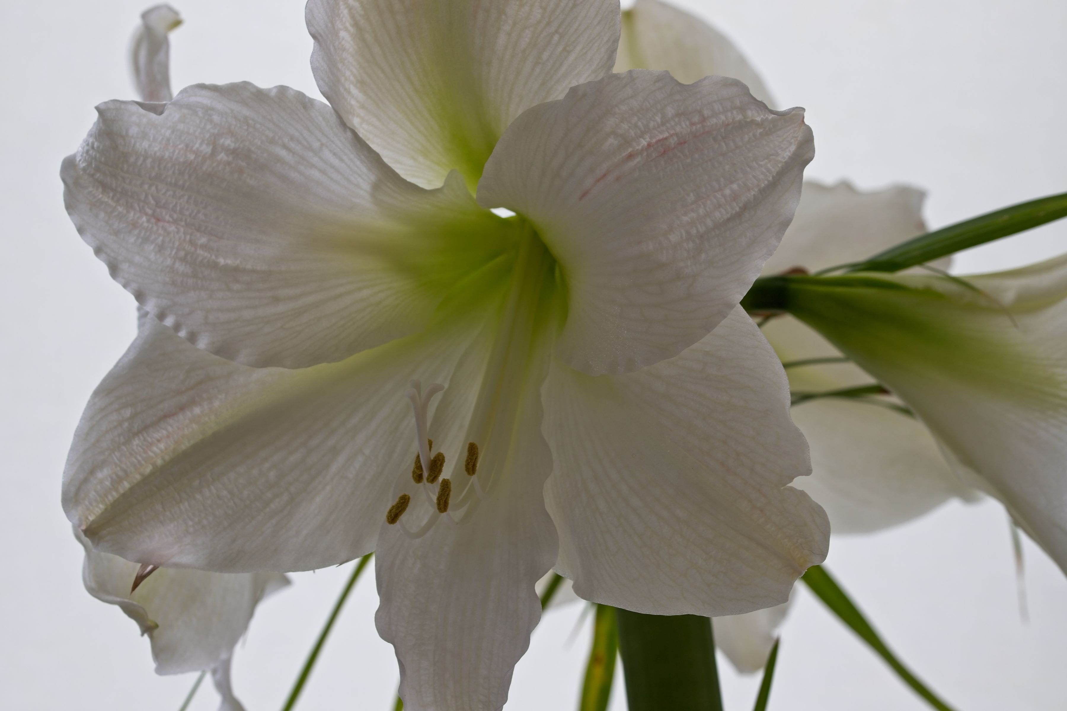 flower head, springtime, flowers, growth, plant, beauty in nature, spring flower, purity, freshness, bloom, no people, flora, stamens, white, fragility, HD Wallpaper