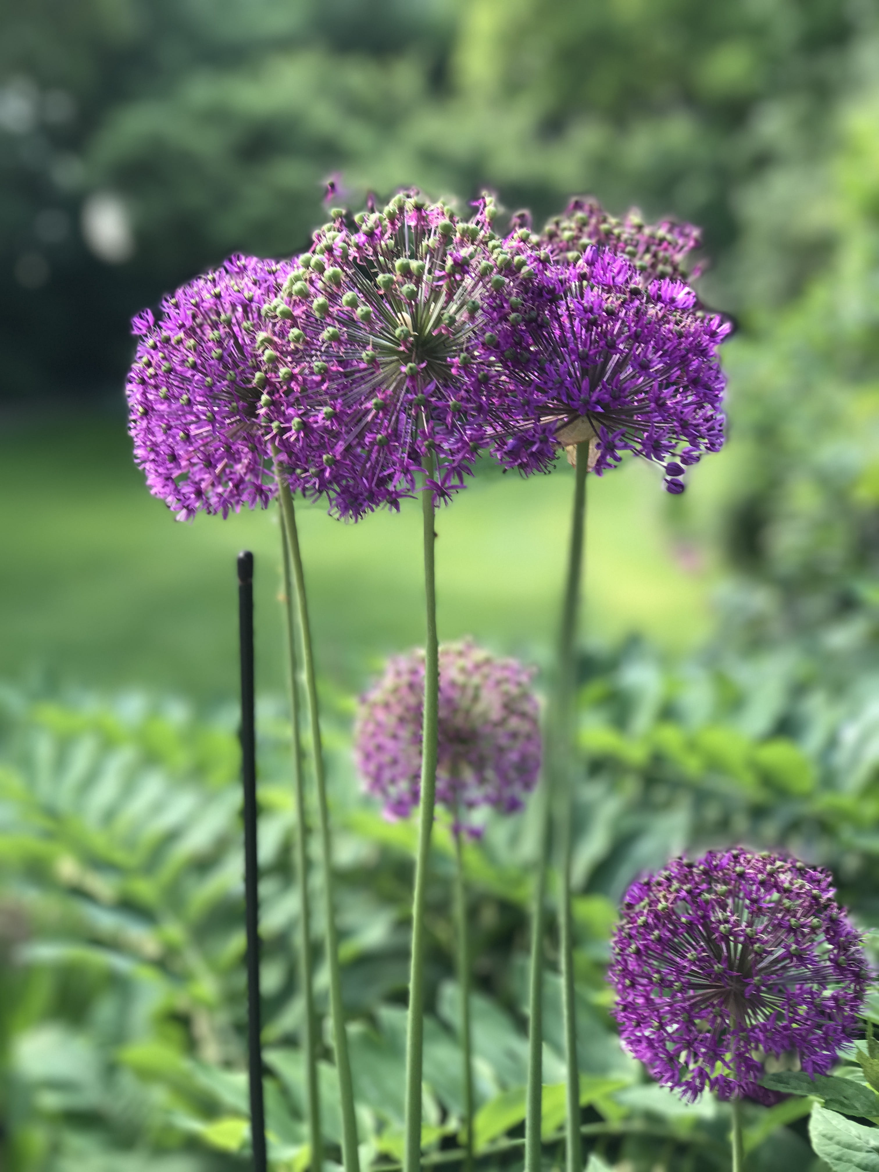 outdoors, vulnerability, growth, inflorescence, field, garden, day, alium, fragility, plant, focus on foreground, nature, 4K, land, bol, flowering plant, Phone HD Wallpaper