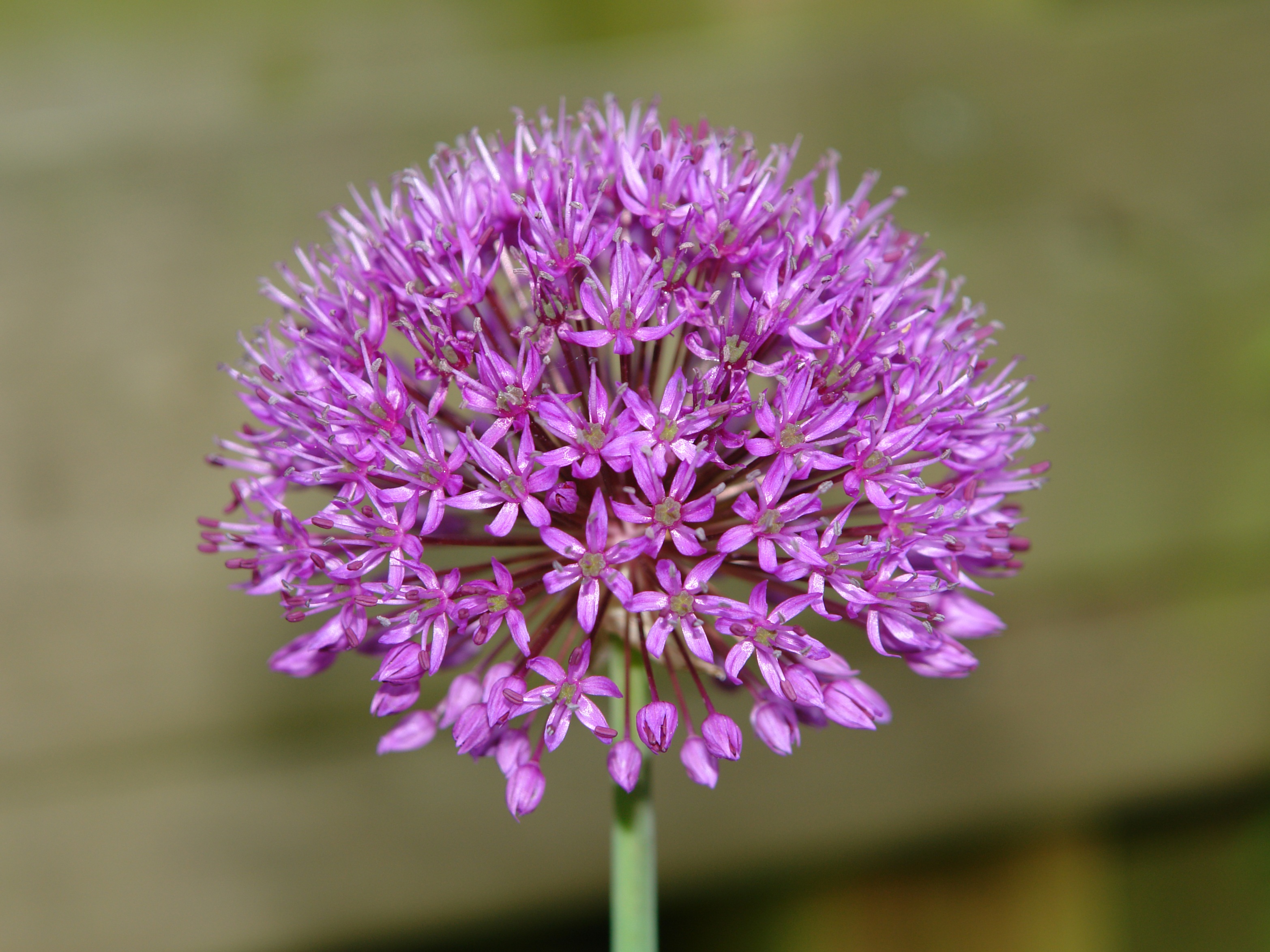 ornamental onion, purple flower, flower head, nature, flower, no people, beauty in nature, freshness, plant, ui, day, screen, bloom, fragility, growth, HD Wallpaper