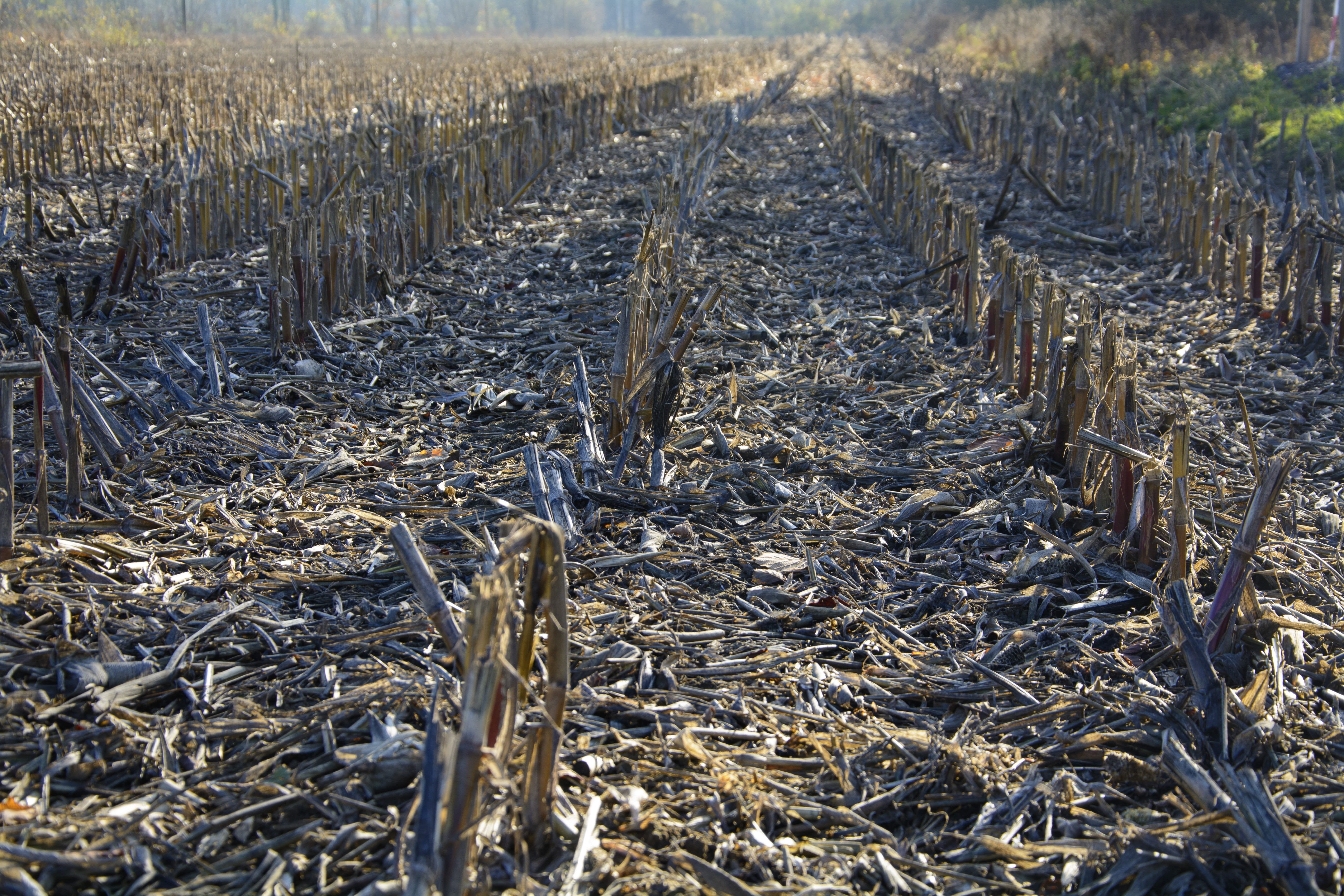 no people, corn on the cob, food, agriculture, corn, cereals, tranquility, abundance, land, nature, landscape, growth, field, day, beauty in nature, dead plant, HD Wallpaper