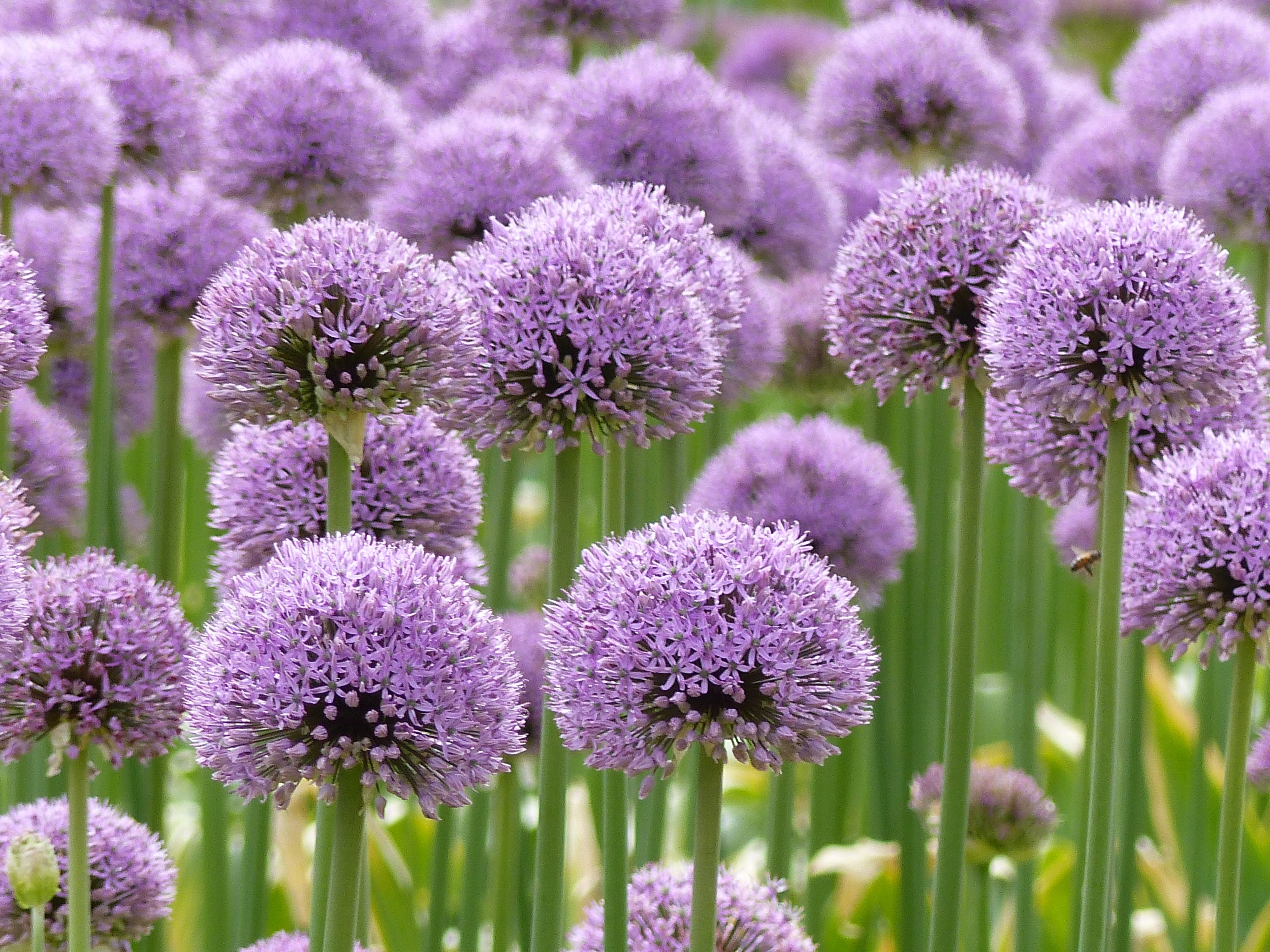 herbal medicine, lavender, growth, ui, outdoors, 4K, nature, Bol, Flower, food, gardening, uiensoort, blossom, herb, close-up, beauty in nature, bulb flowers, HD Wallpaper