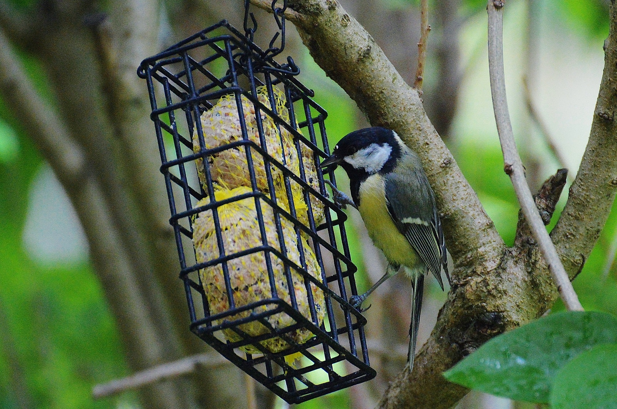 branch, day, small bird, animals in the wild, bluetit, perching, plant, animal wildlife, focus on foreground, vertebrate, one animal, great tit, animal, HD Wallpaper