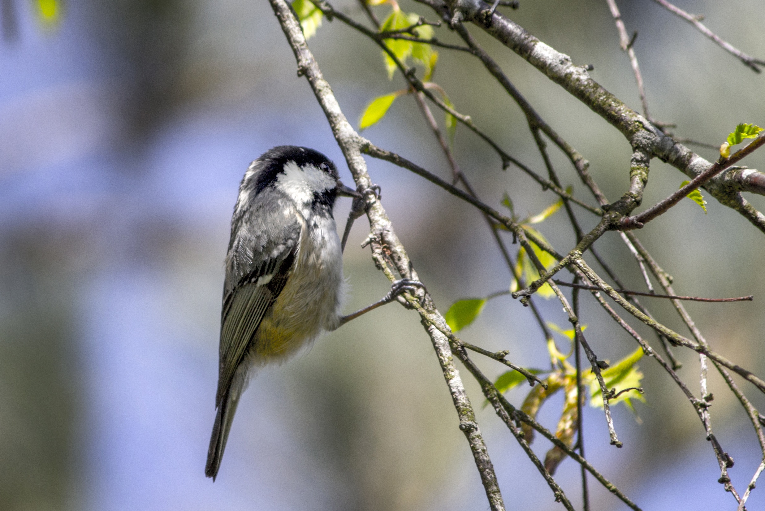 animal, twig, animals in the wild, bird, perching, tit, wild, vertebrate, branch, garden, beauty in nature, small, tree, one animal, animal themes, no people, HD Wallpaper