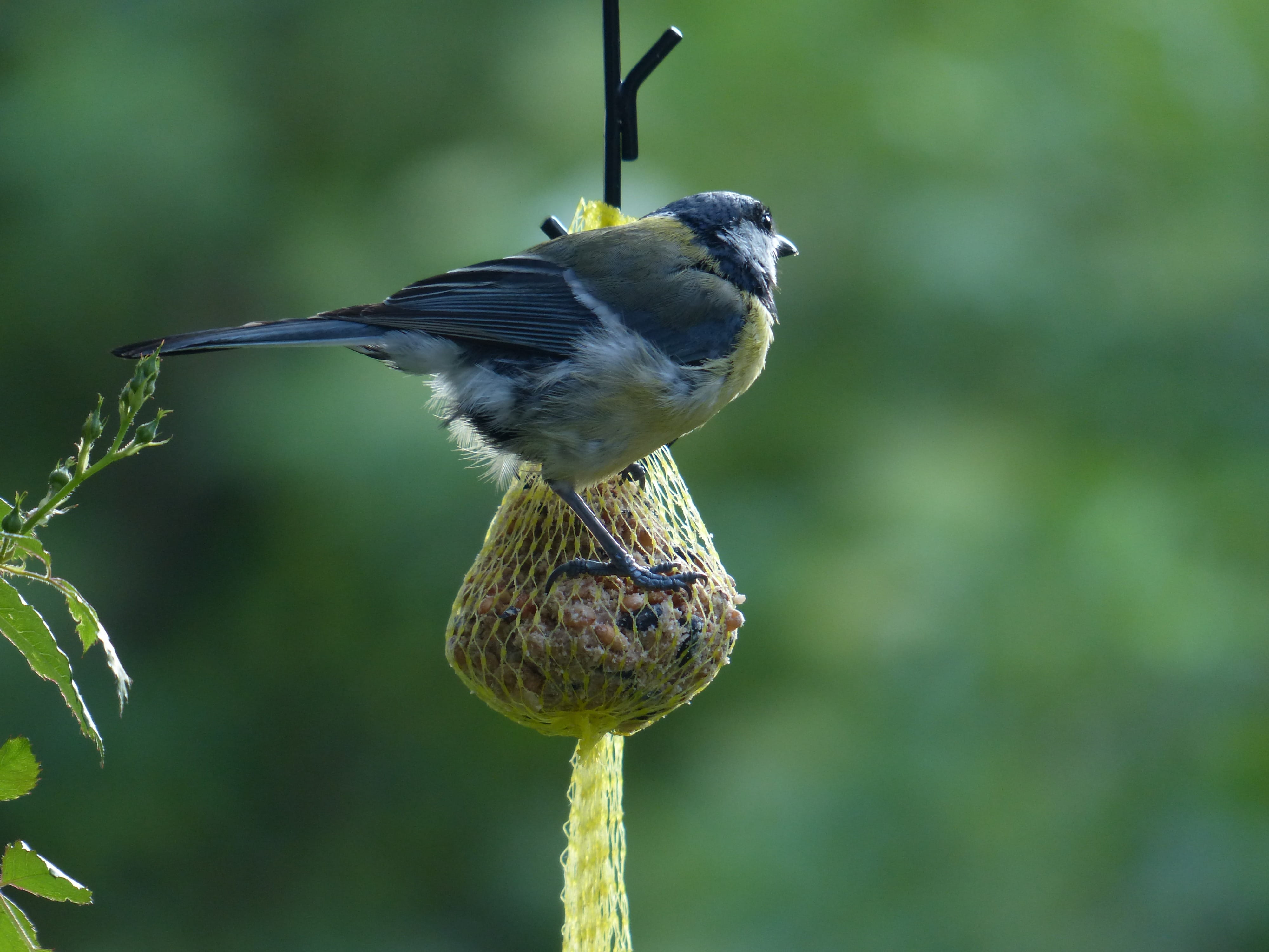 beauty in nature, great tit, fat, parus caeruleus, bluetit, Winter, Fat Balls, Feed, animals in the wild, lining ball, Bird Seed, feed dumplings, animal, HD Wallpaper