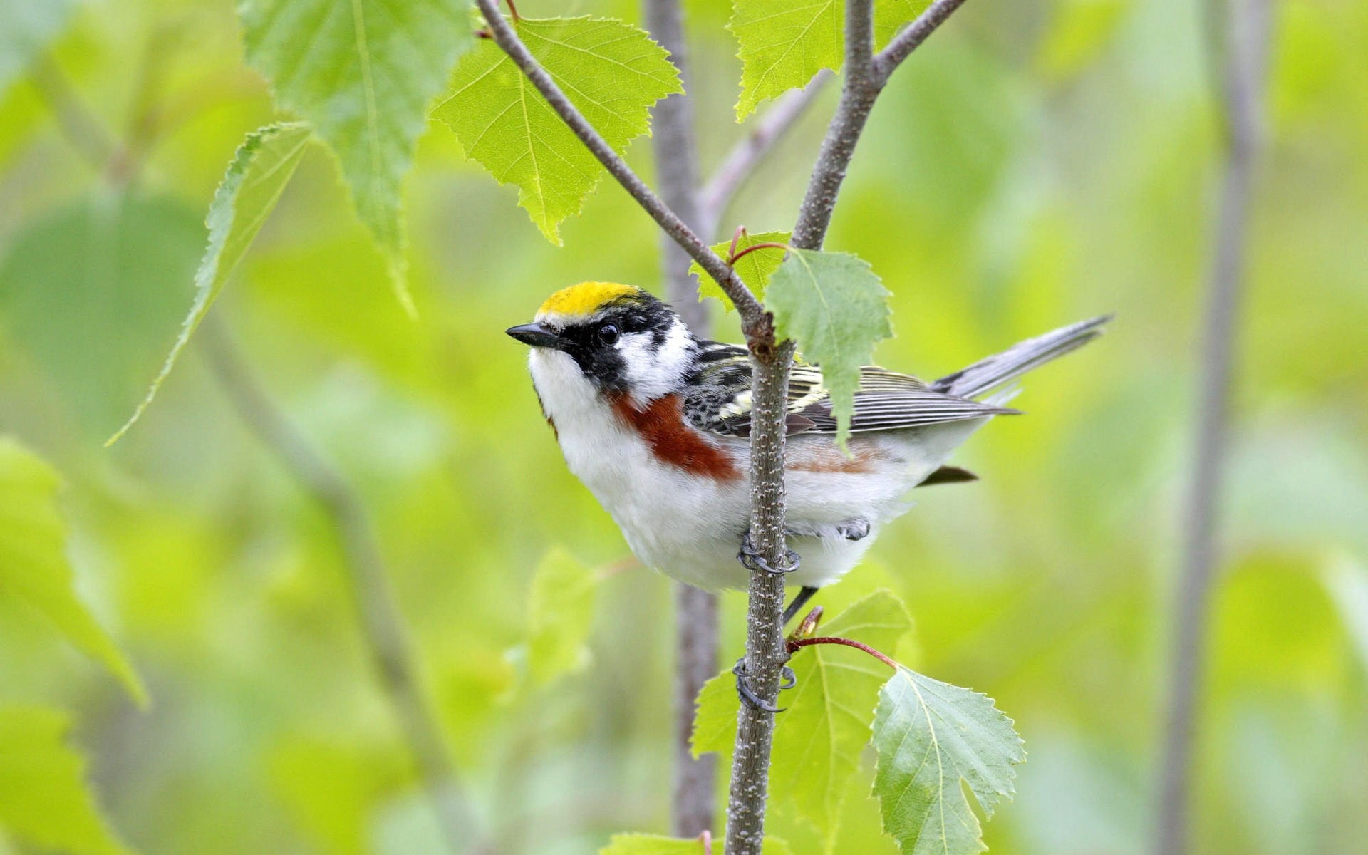 cute, wildlife, yellow, animal themes, day, eating, outdoors, nature, bird Watching, perching, passerine Bird, focus on foreground, color Image, tree, one Animal, HD Wallpaper