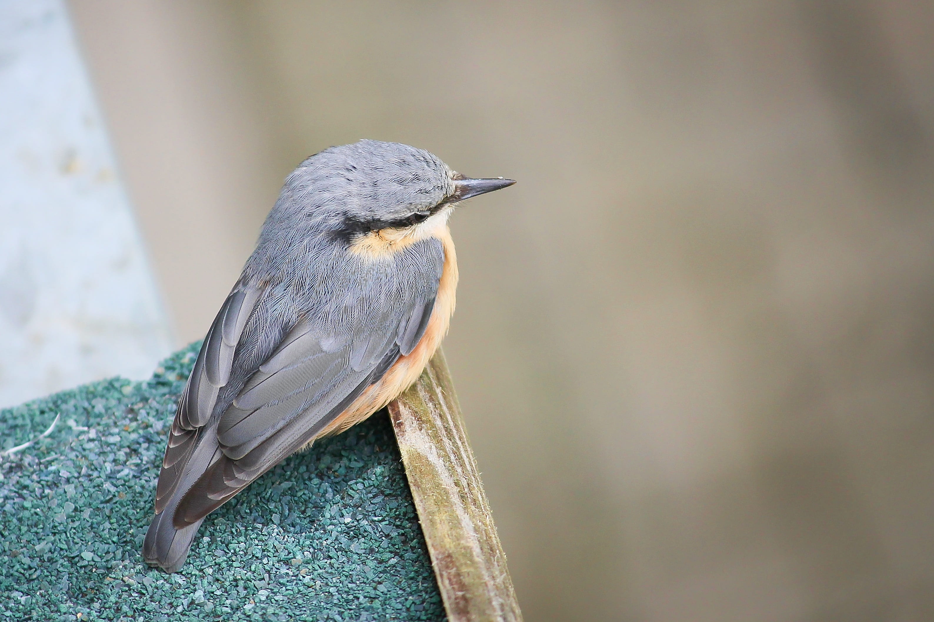 sit, animal wildlife, 2K, bird, animal themes, garden, blue grey, animal, black, looking away, look, foraging, full length, green color, species, day, HD Wallpaper