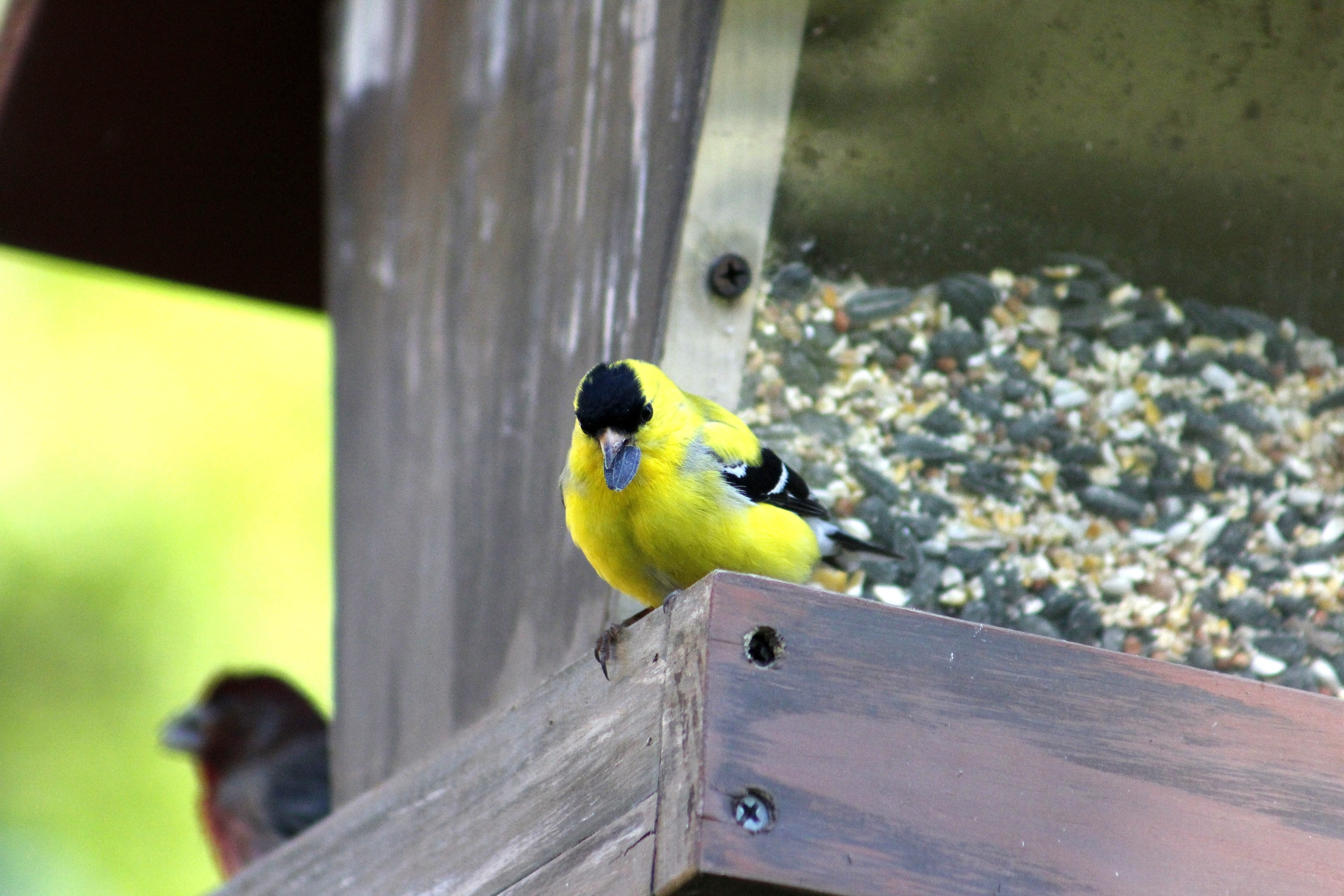 male goldfinch, bird feeder, yellow, bird, nature, one animal, songbird, animals in the wild, great tit, wood - material, focus on foreground, no people, HD Wallpaper