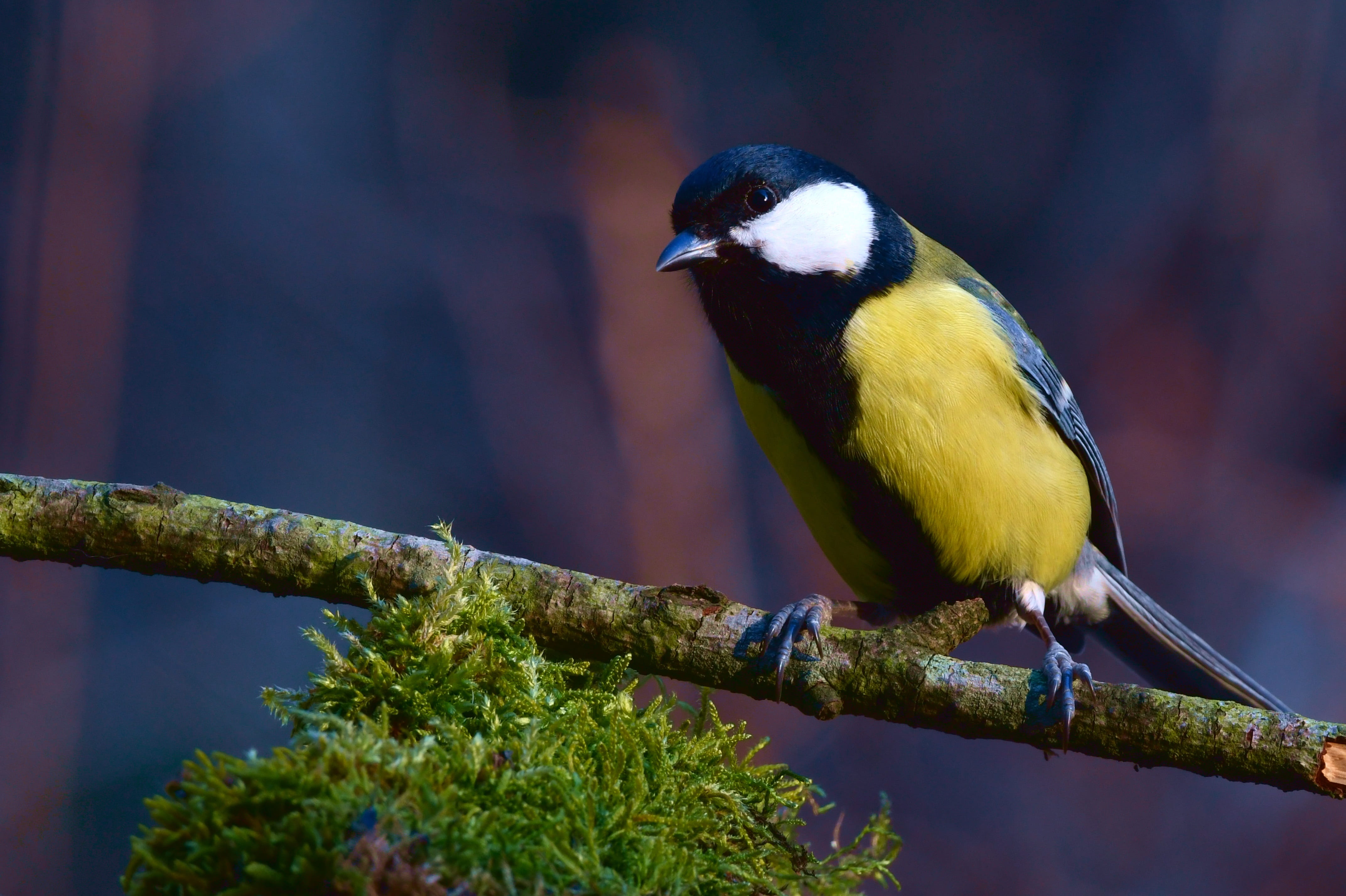 outdoors, titmouse, no people, day, perching, one animal, bluetit, forest, plant, animal, moss, branch, tree, animals in the wild, focus on foreground, HD Wallpaper