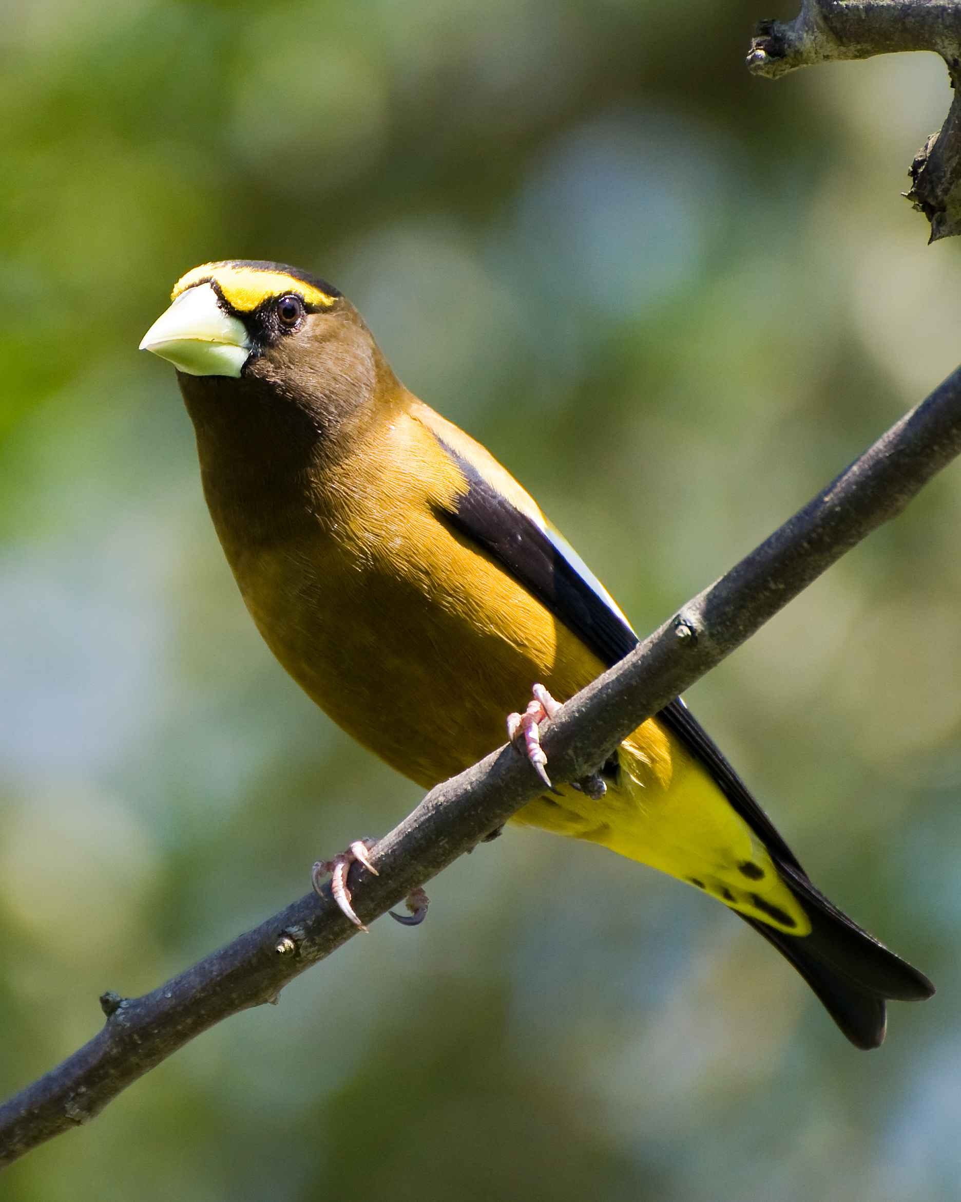 1080P, plant, no people, evening, outdoors, vespertinus, day, animals, yellow, birds, fauna, animal wildlife, nature, close-up, one animal, focus on foreground, Phone HD Wallpaper