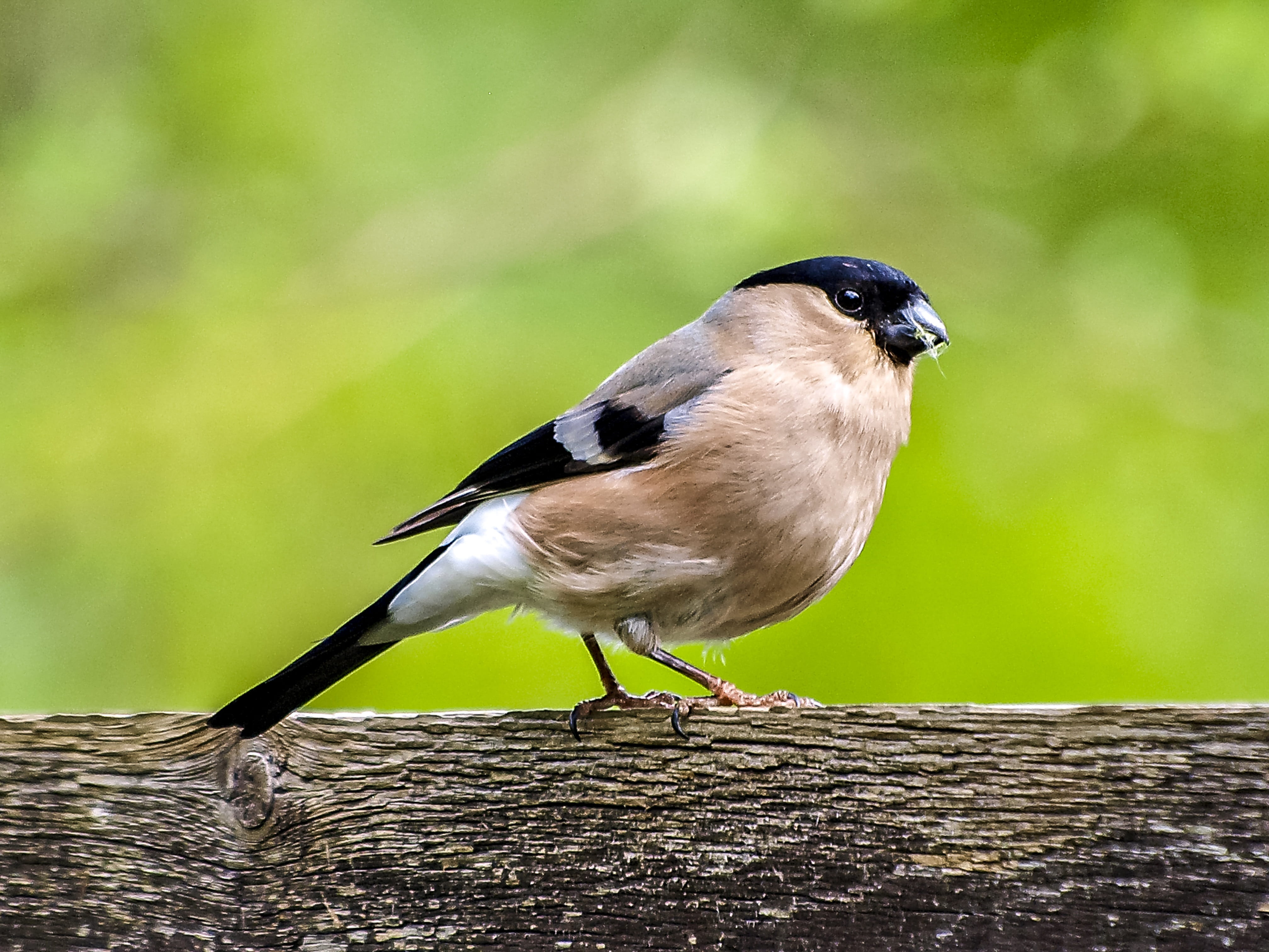 animal themes, one Animal, feather, passerine Bird, hooded, animals In The Wild, day, no people, bird, bullfinch bullfinch, vertebrate, great tit, focus on foreground, HD Wallpaper