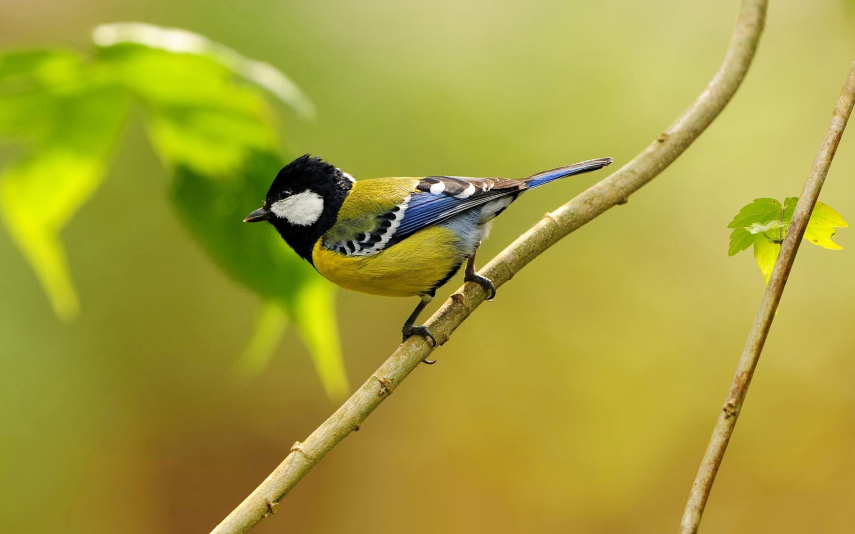 branch, day, great tit, no people, focus on foreground, birds, one animal, animal themes, animal wildlife, close-up, 720P, bird, yellow, animals in the wild, HD Wallpaper