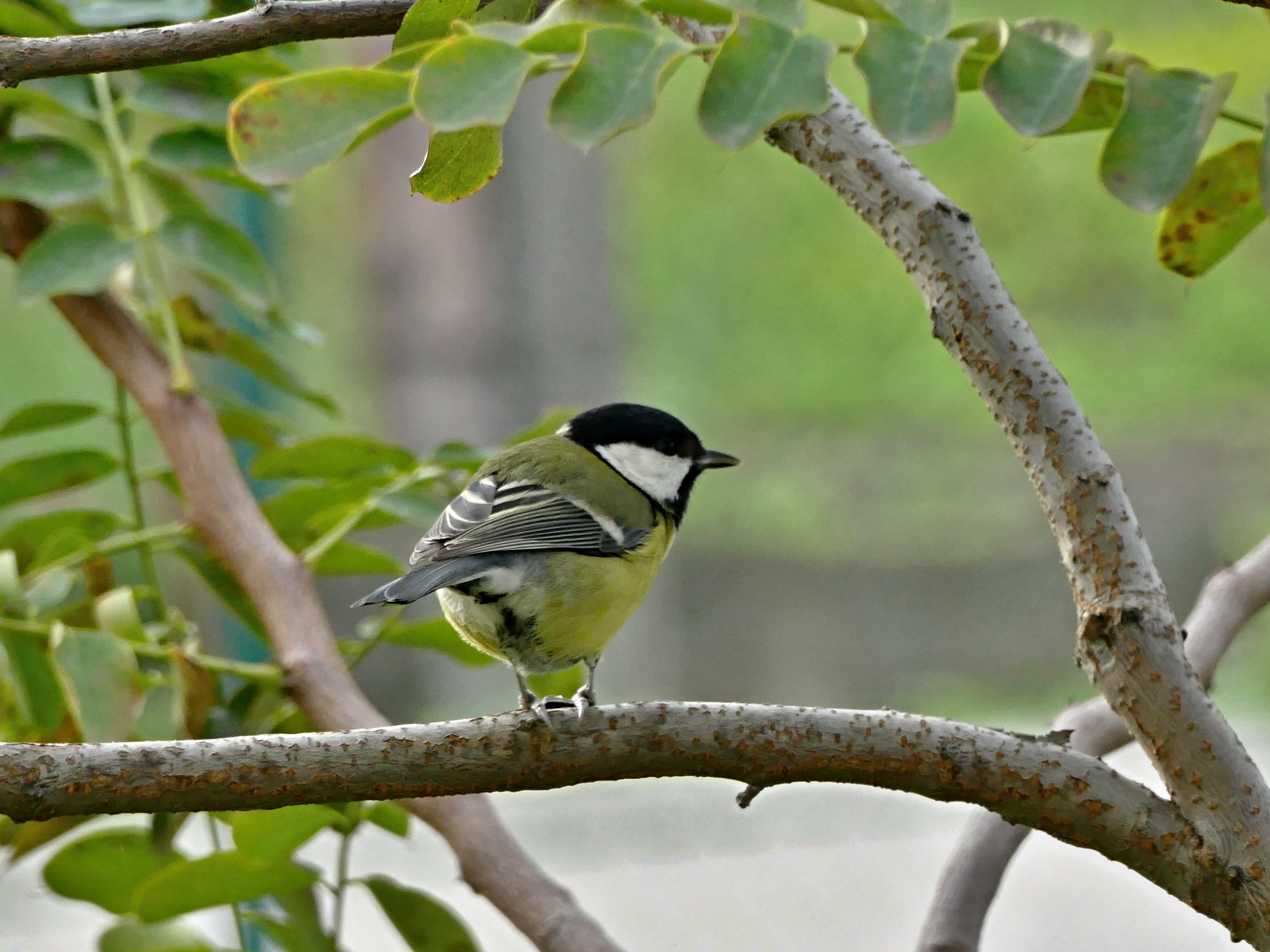 nature, day, garden, no people, spevavý, outdoors, songbird, a branch, vertebrate, animals in the wild, plant, great tit, tree, focus on foreground, animal themes, HD Wallpaper