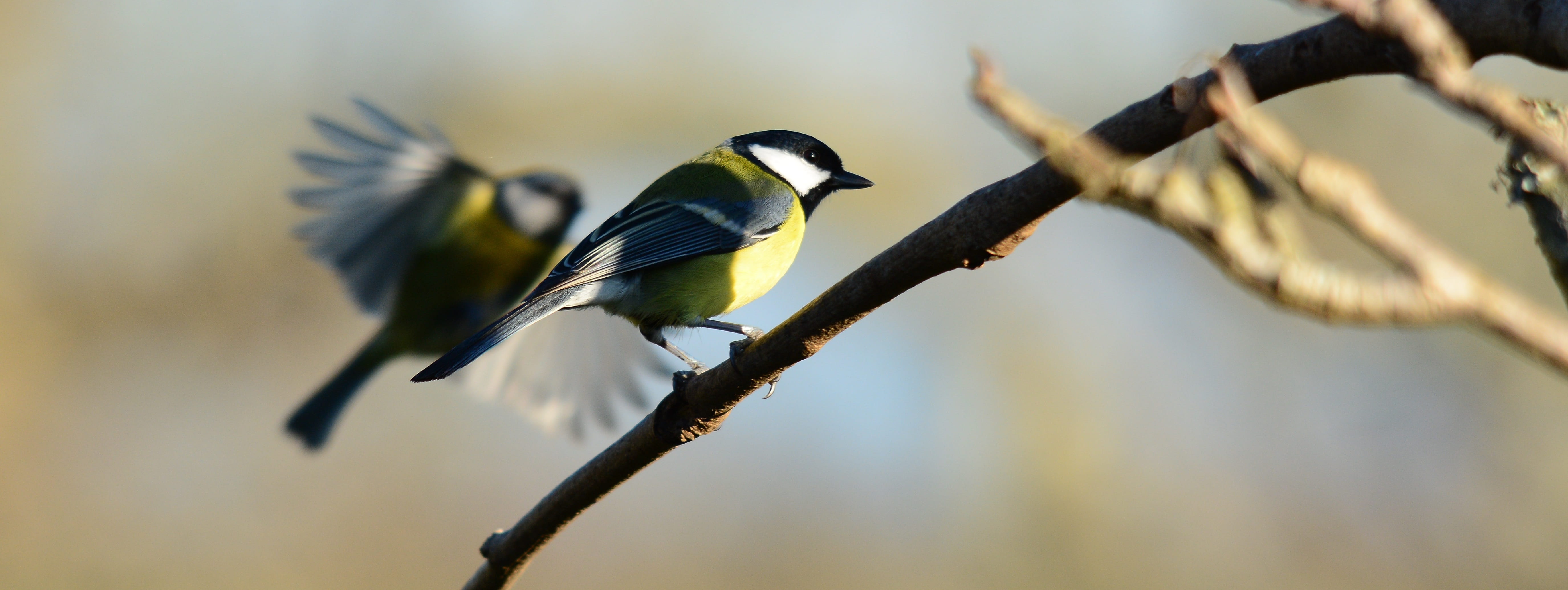 animals in the wild, animal wildlife, selective focus, animal themes, two animals, nature, day, branch, 5K, group of animals, outdoors, close-up, perched, HD Wallpaper