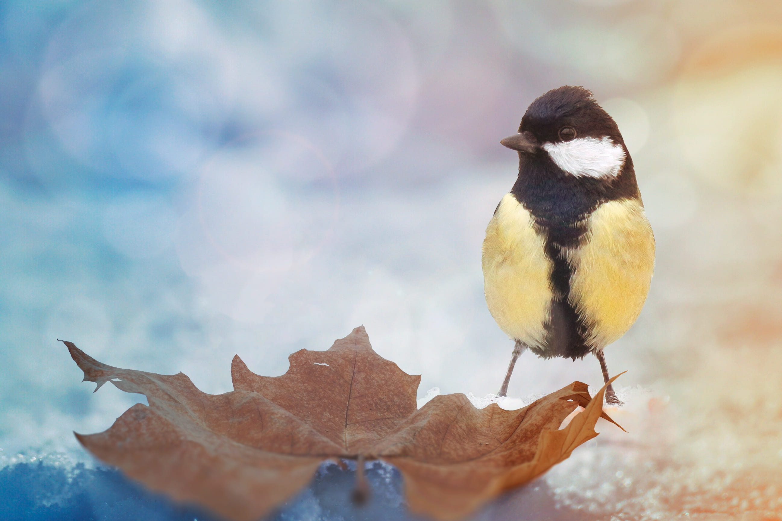one animal, outdoors, animals in the wild, focus on foreground, animal themes, 2K, full length, perching, great tit, animal wildlife, cool, leaf, vertebrate, HD Wallpaper