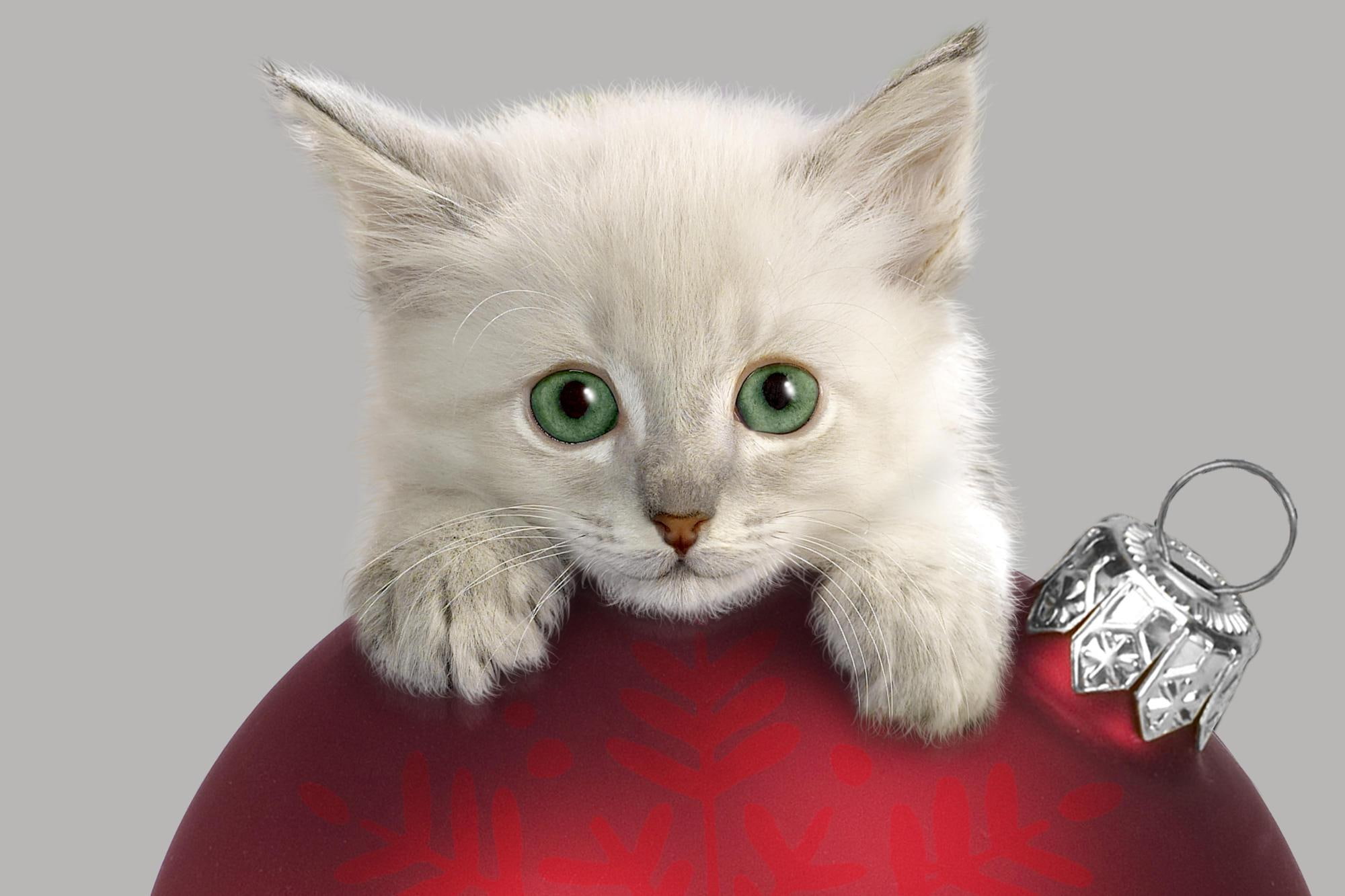 muzzle, christmas, fur, decorations, kitten, cat, white, curiosity, 1080P, christmas decorations, HD Wallpaper