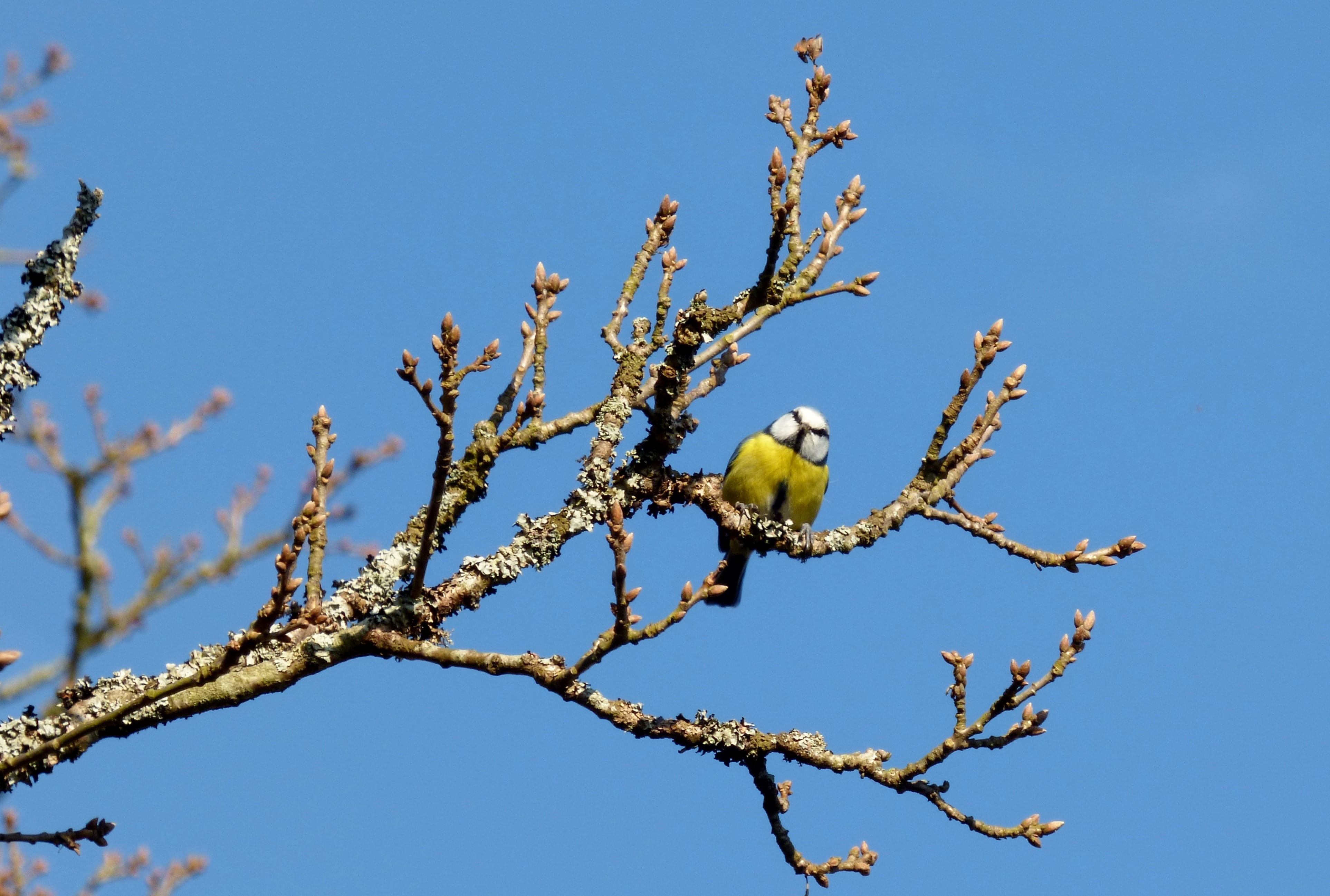 no people, air, nature, day, vertebrate, tree, animal themes, plant, animal, great tit, bird, animal wildlife, low angle view, branch, february, perching, HD Wallpaper
