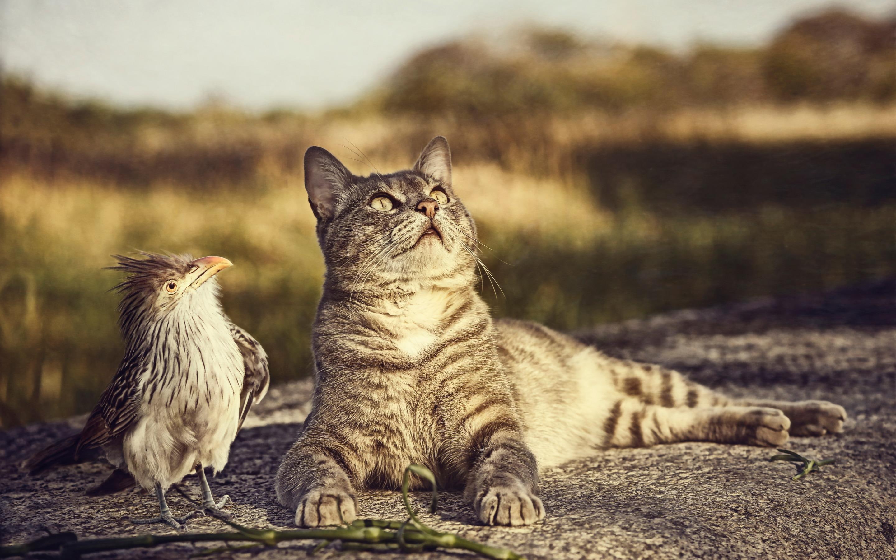 animals, curiosity, bird, cat, 2K, HD Wallpaper